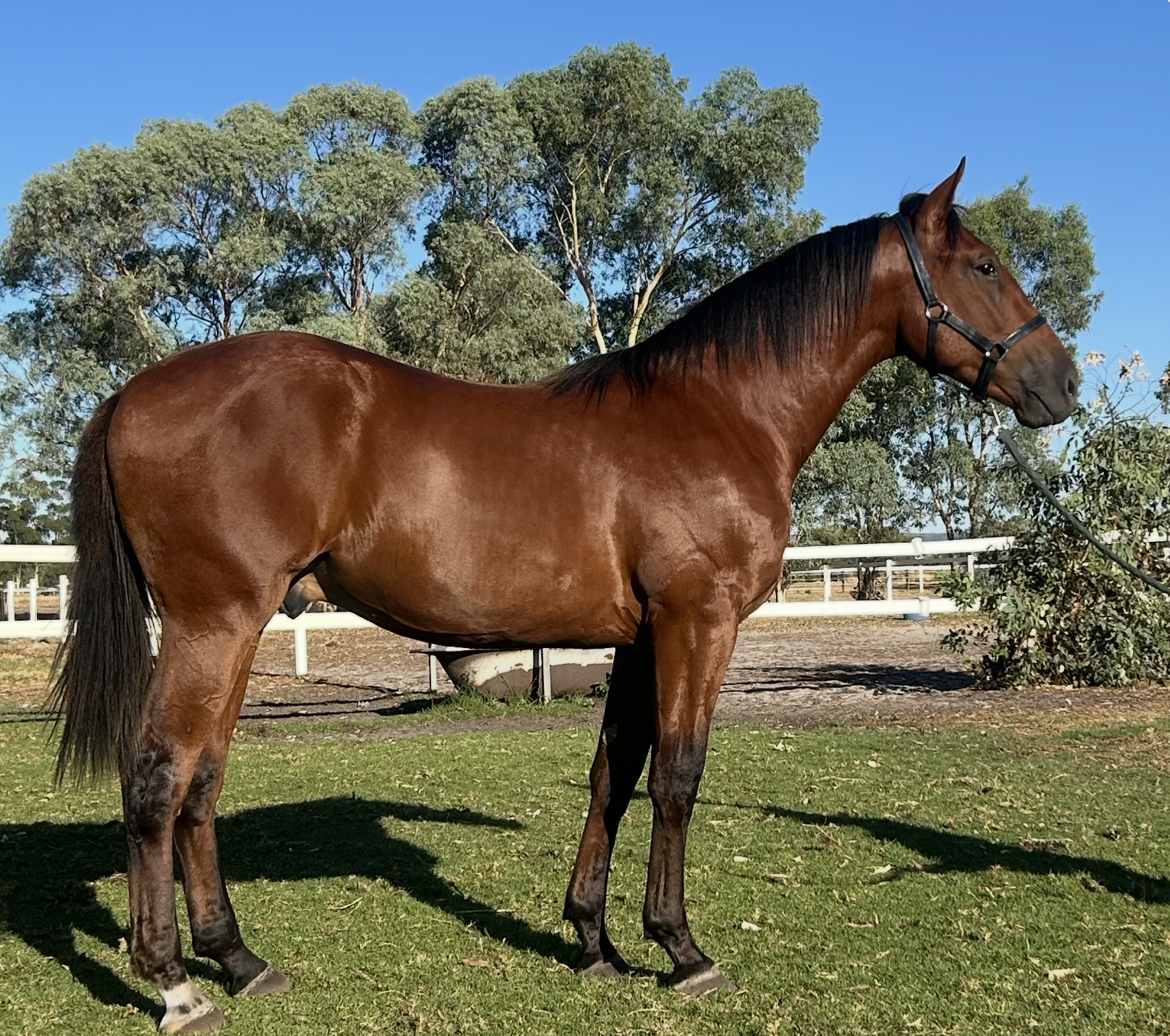 Lot 367 King Of Swing COLT