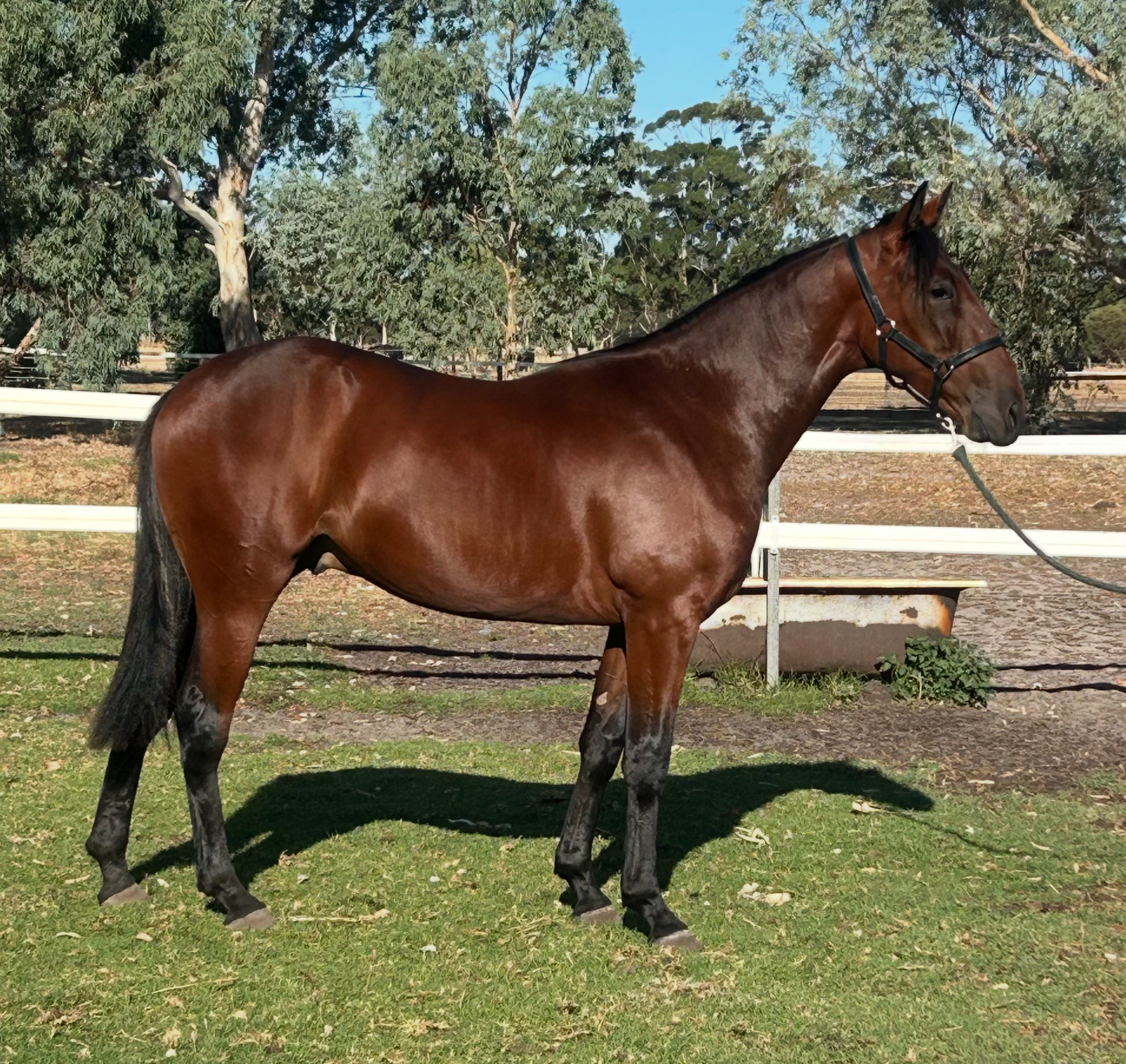 Lot 327 Sweet Lou COLT