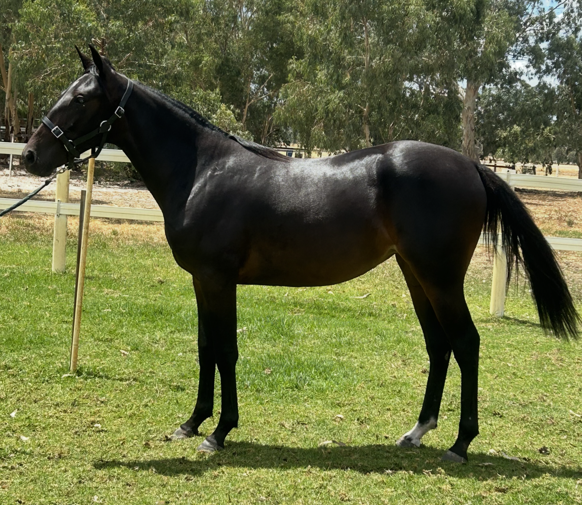 Lot 436 Pebble Beach FILLY 