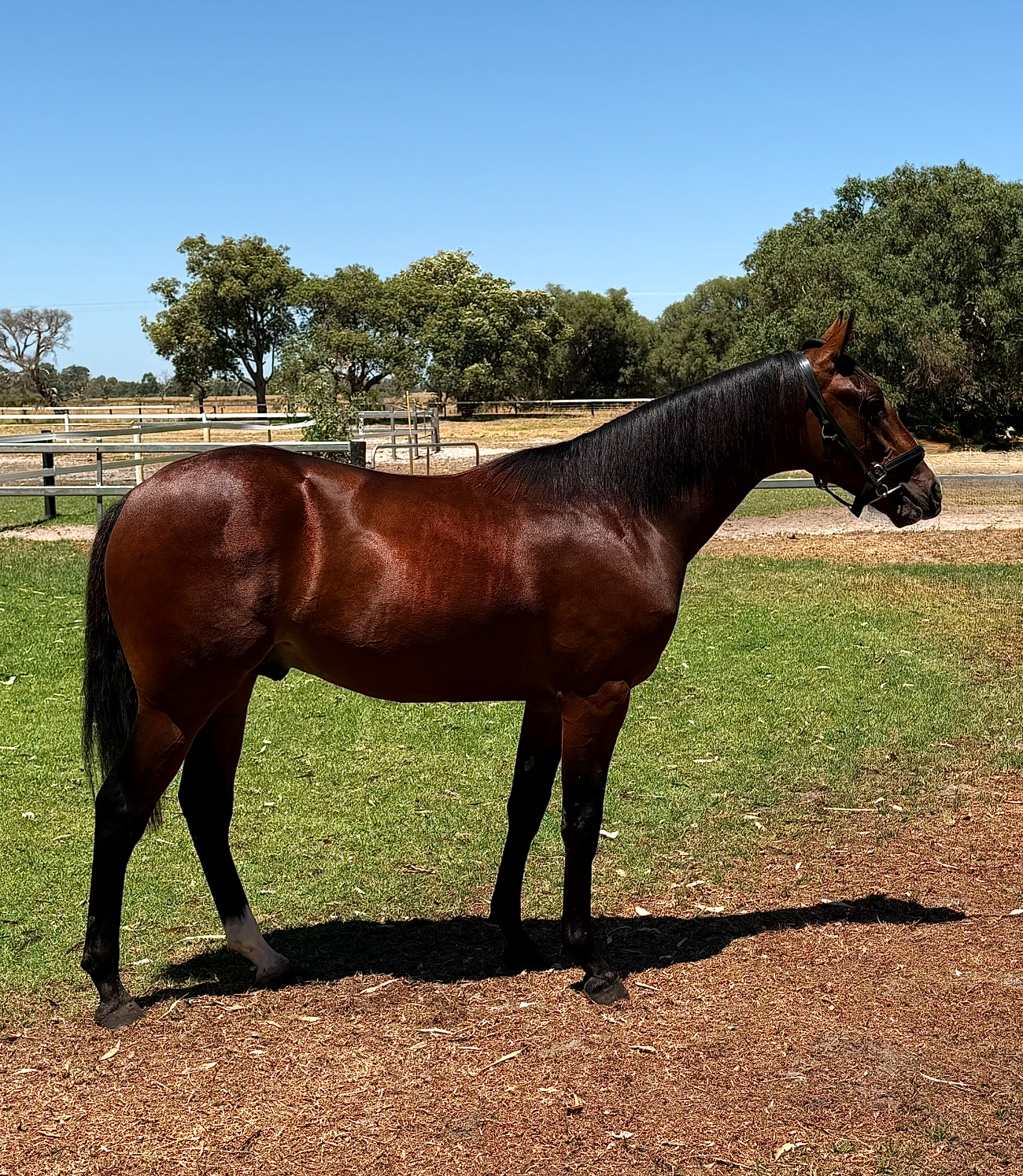 Lot 392 Downbytheseaside COLT 