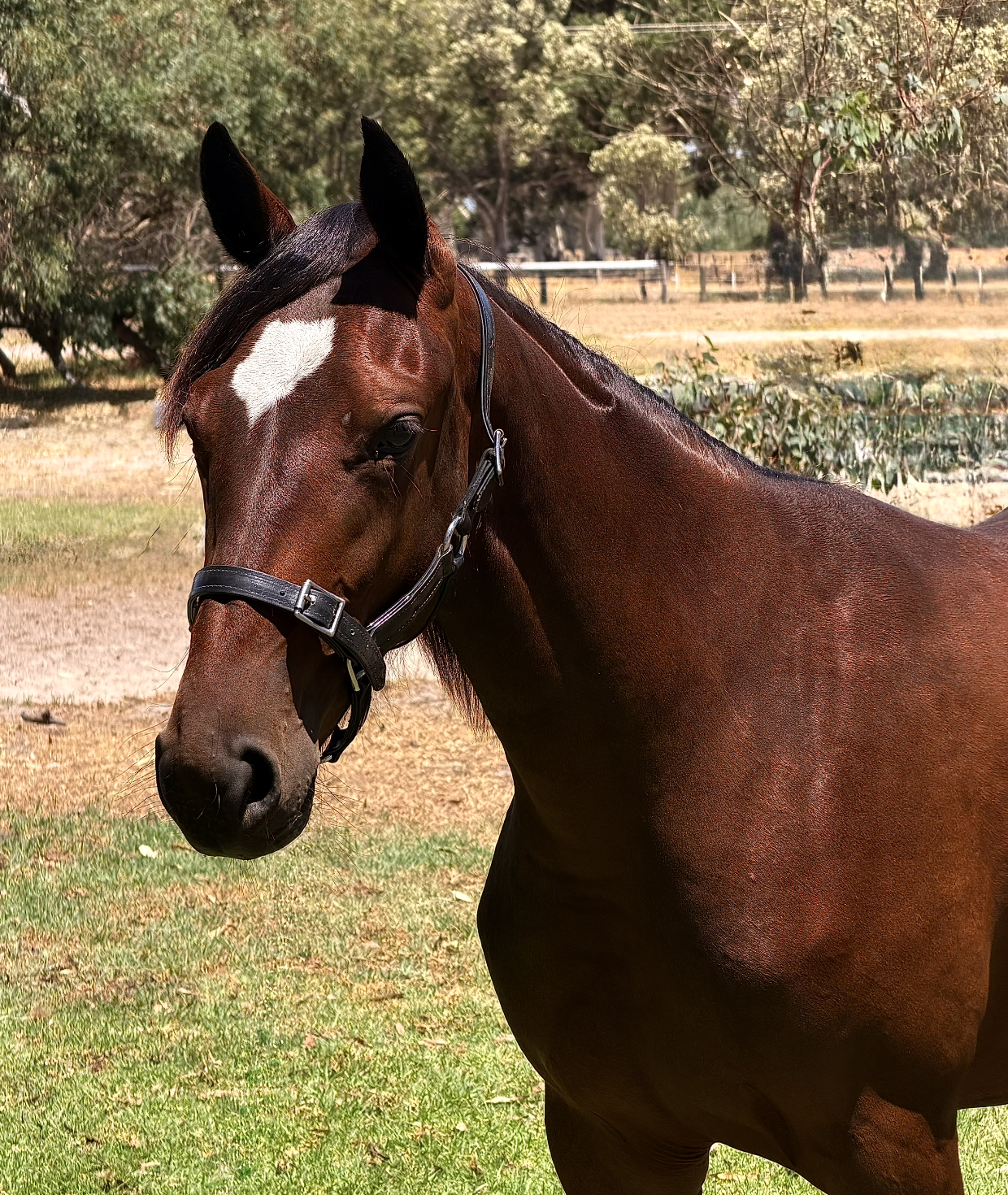 Lot 390 Sweet Lou FILLY