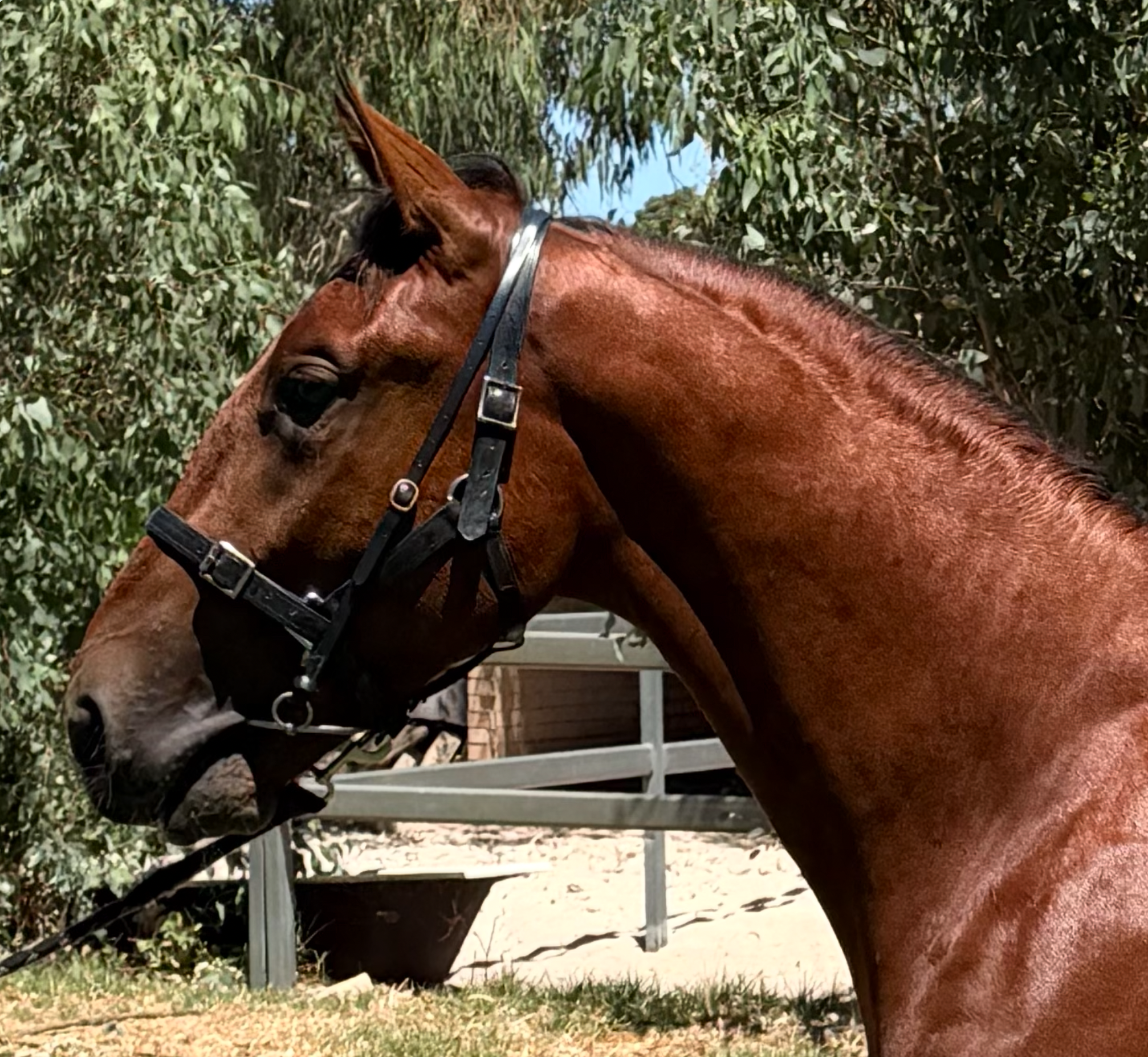 Lot 367 King Of Swing COLT