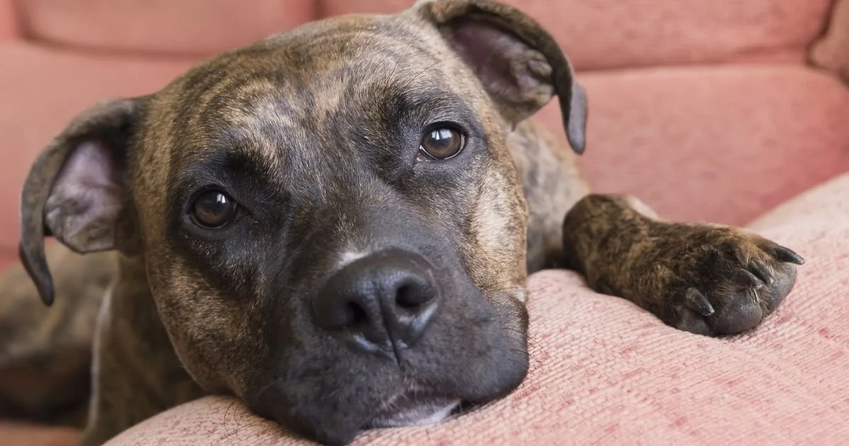 THE POWER OF POSITIVE FRAMING