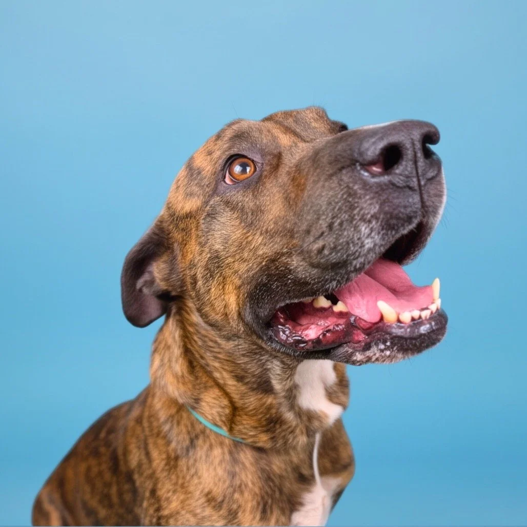 DNA TESTS CAN’T PREDICT HOW YOUR DOG WILL BEHAVE