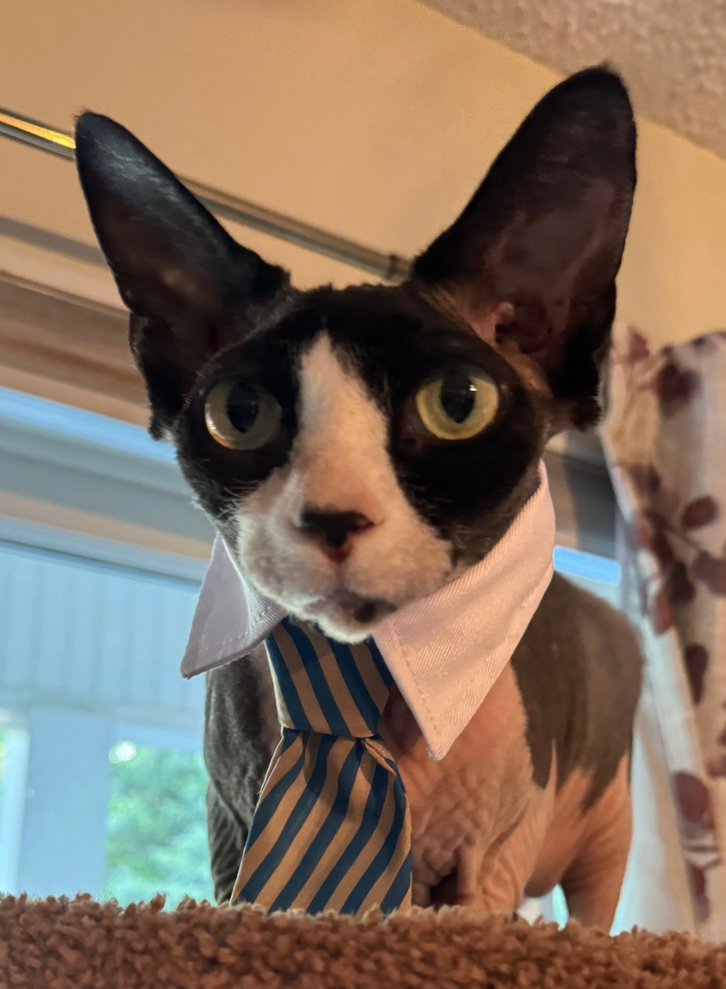 A black and white cat dressed in a white collar and a blue and white striped tie, sitting in front of a window with a curtain featuring a floral pattern.