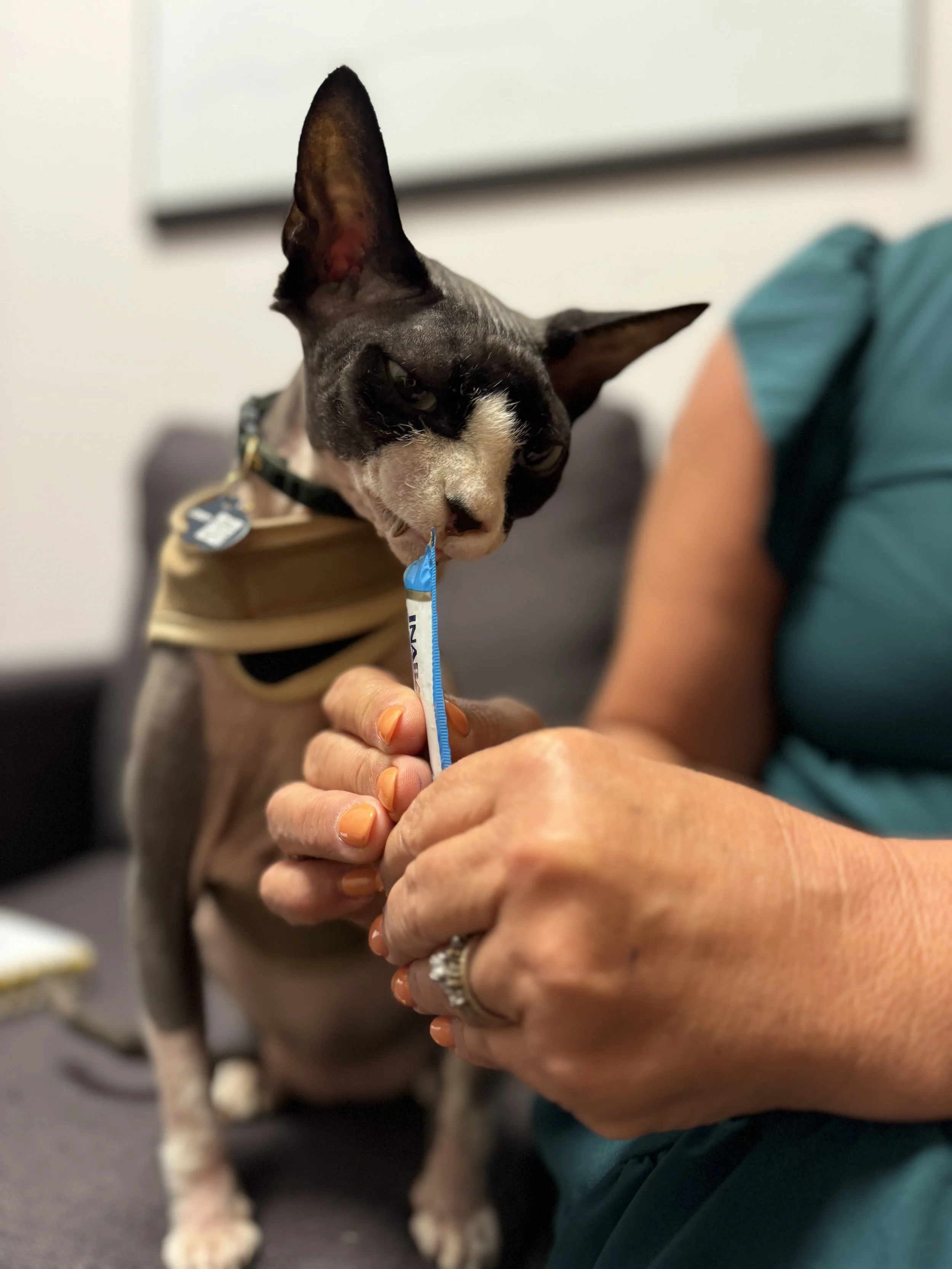 A small dog with black and white fur and large ears being given a vaccine or medication in a syringe by a person with orange nail polish. The dog looks at the syringe and has a harness around its torso.