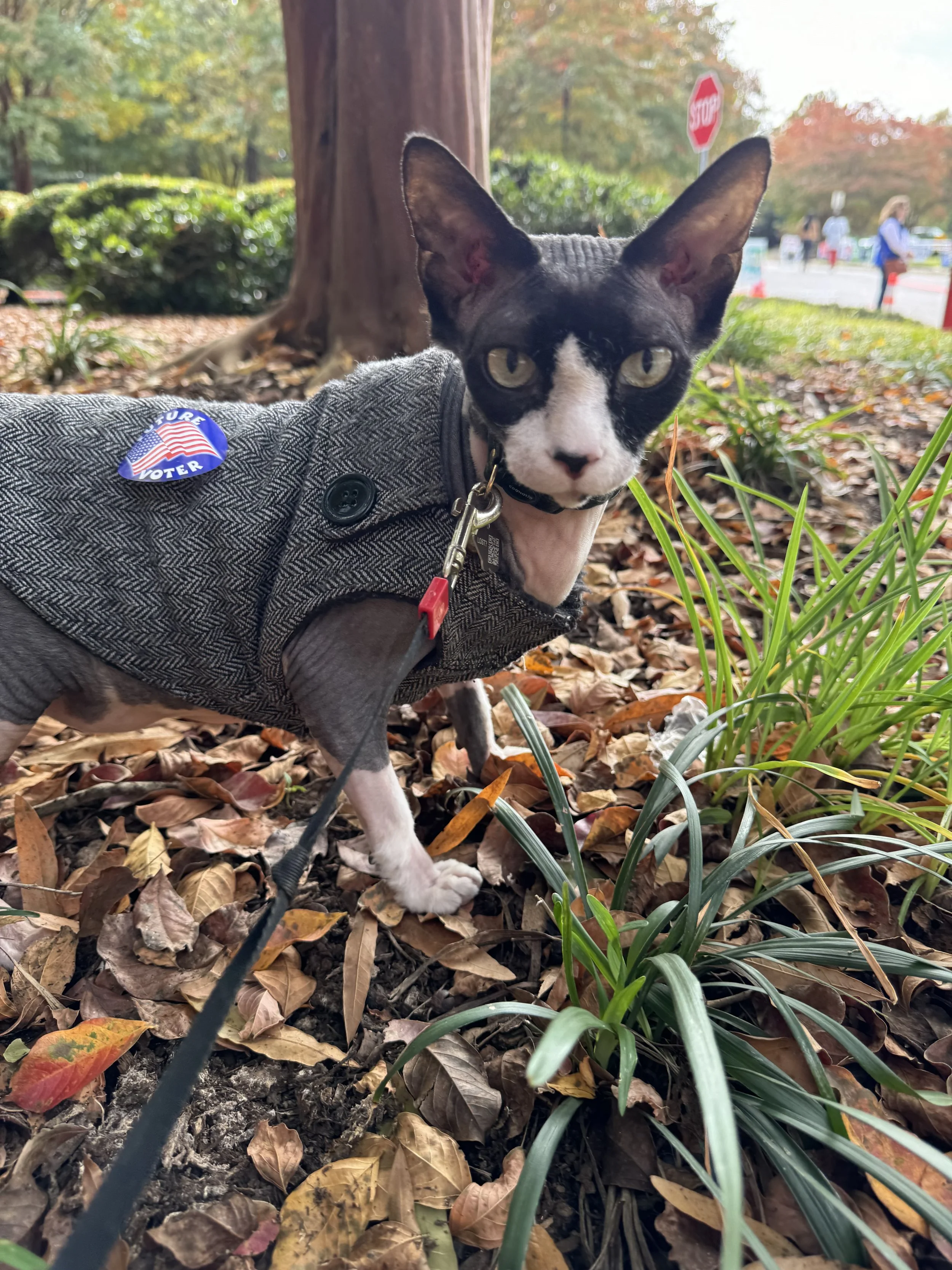 A black and white cat wearing a gray coat with a political 'VOTE' sticker, sitting on fallen autumn leaves near a tree, with a busy street and people in the background.