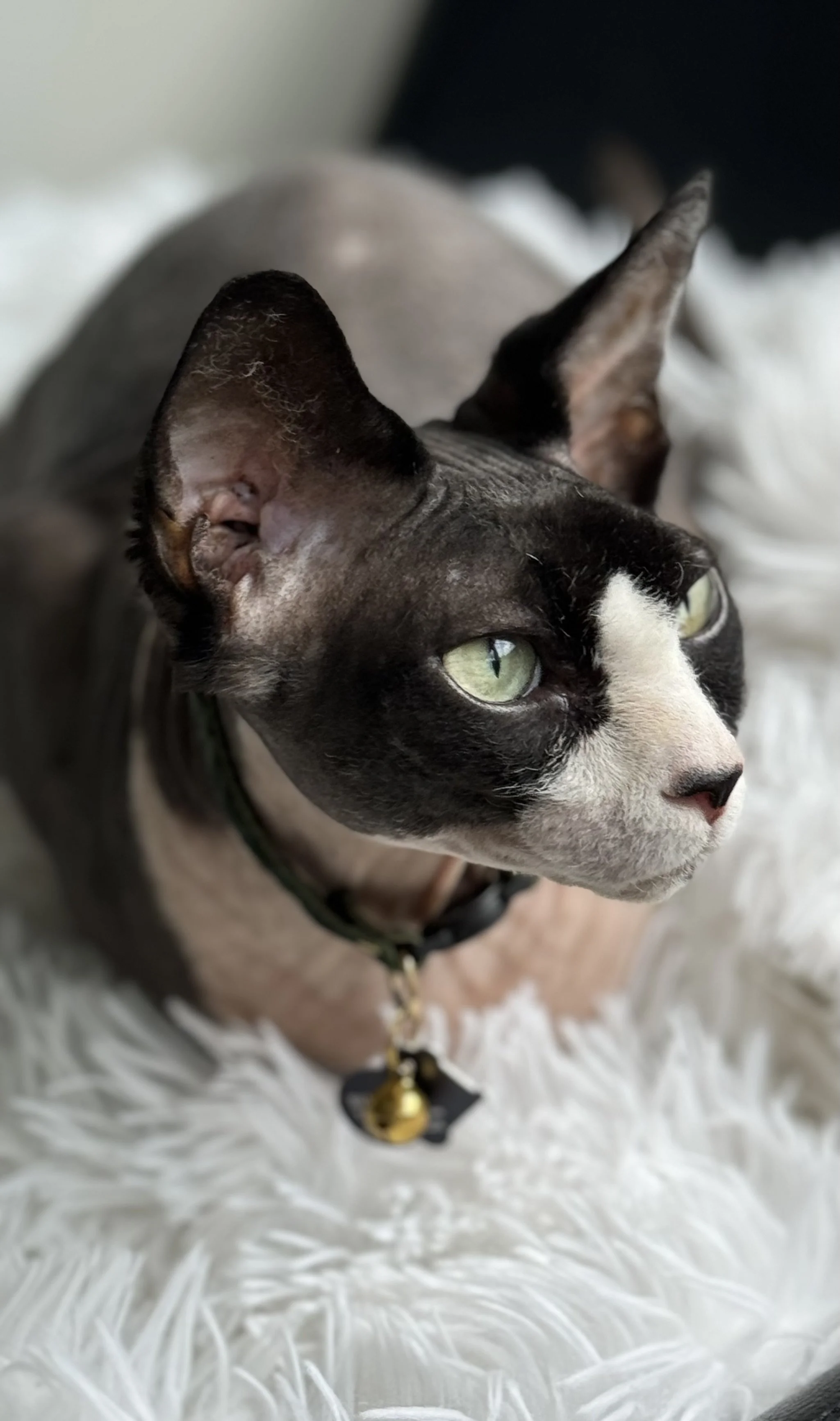 therapy trained peaceful sphynx cat with tuxedo coloring sitting on white couch