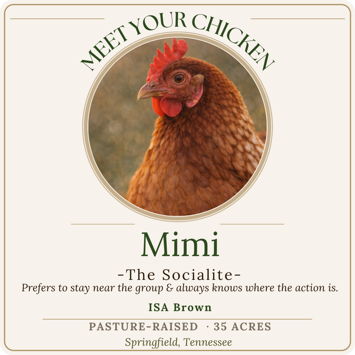 A chicken with red comb and brown feathers centered in a circle. Text above reads 'Meet Your Chicken.' Below is the name 'Mimi,' the socialite, with a description and location in Springfield, Tennessee.