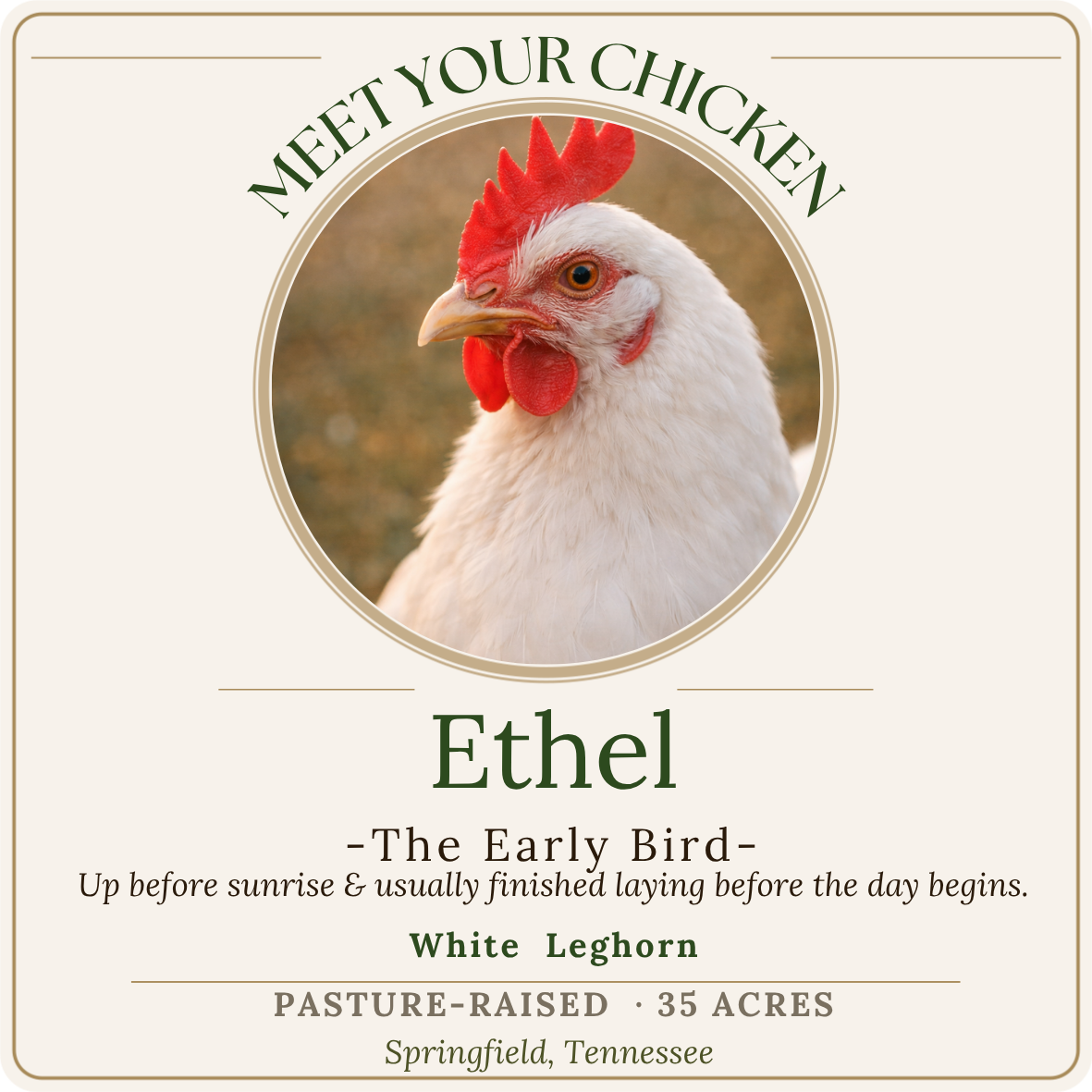 Label featuring a close-up photo of a white Leghorn chicken with red comb and wattles, with text that reads 'Meet Your Chicken Ethel - The Early Bird - Up before sunrise & usually finished laying before the day begins. White Leghorn. Pasture-raised, 