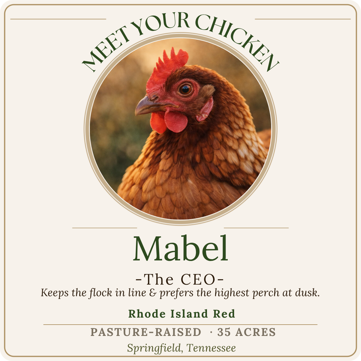 A product label featuring a close-up image of a Rhode Island Red chicken with red comb and wattles. The label has the text 'Meet Your Chicken' at the top and describes Mabel as the CEO, who keeps the flock in line and prefers the highest perch at dus