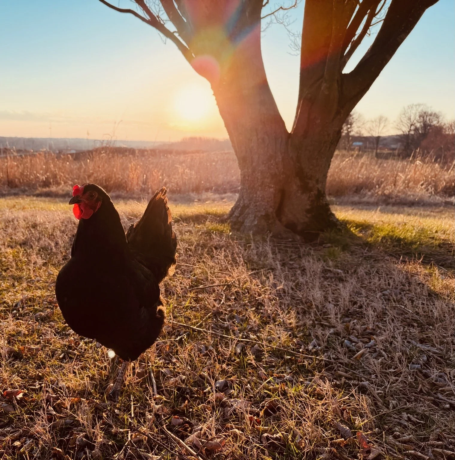 A black chicken with a red comb stands on dry grass in front of a large tree during sunset, with the sun shining through the branches and a rural landscape in the background.