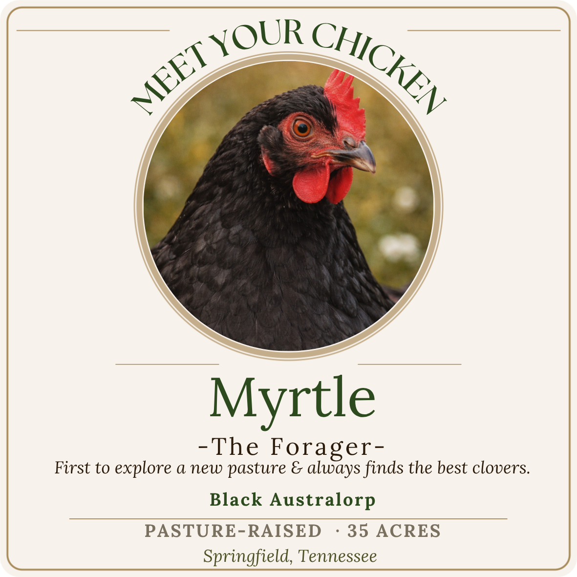 A chicken with black feathers and red comb and wattles, facing to the right, in a circular frame with a blurred outdoor background.