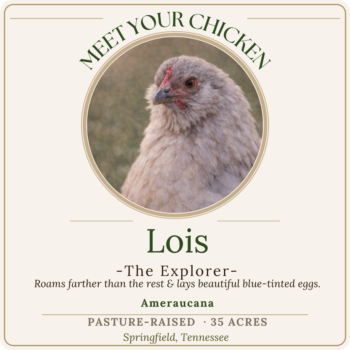 A chicken with light brown feathers, a red comb, and a beak, looking to the side.