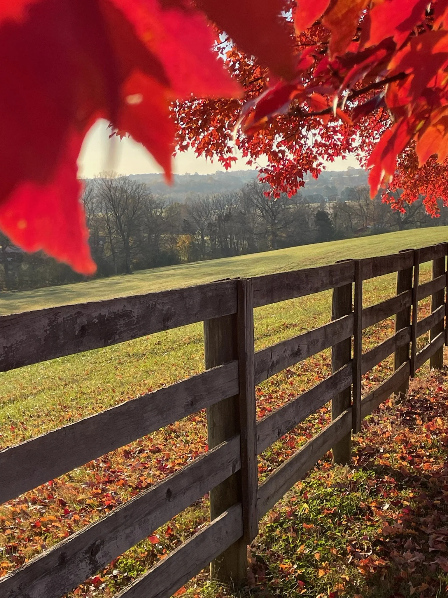 A scenic view of a grassy field with a wooden fence in the foreground, colorful autumn leaves hanging from a tree overhead, and hills with trees in the distance under a clear sky.