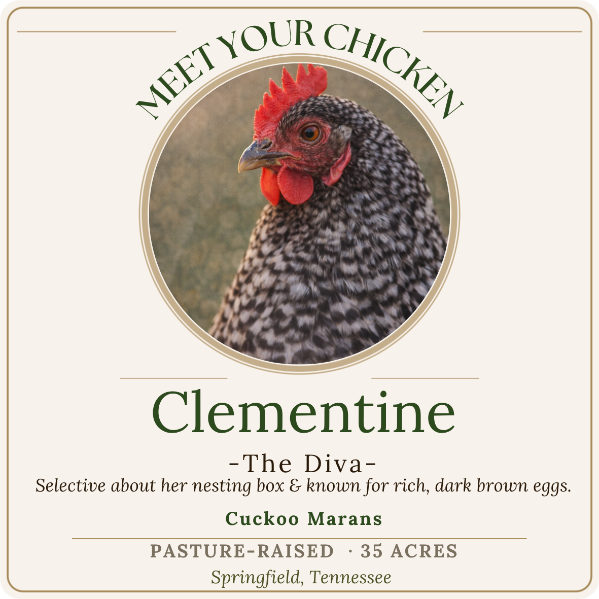 A detailed label design featuring a portrait of a speckled chicken with a red comb and wattles, with text promoting its nest box and eggs, from Cuckoo Marans, located in Springfield, Tennessee.
