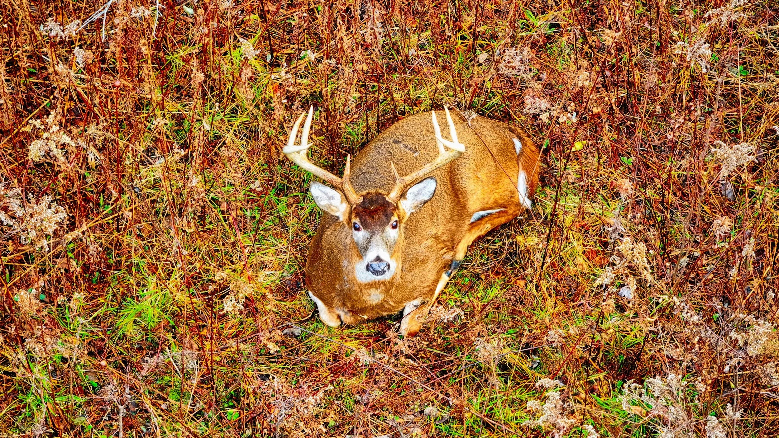 Wildlife