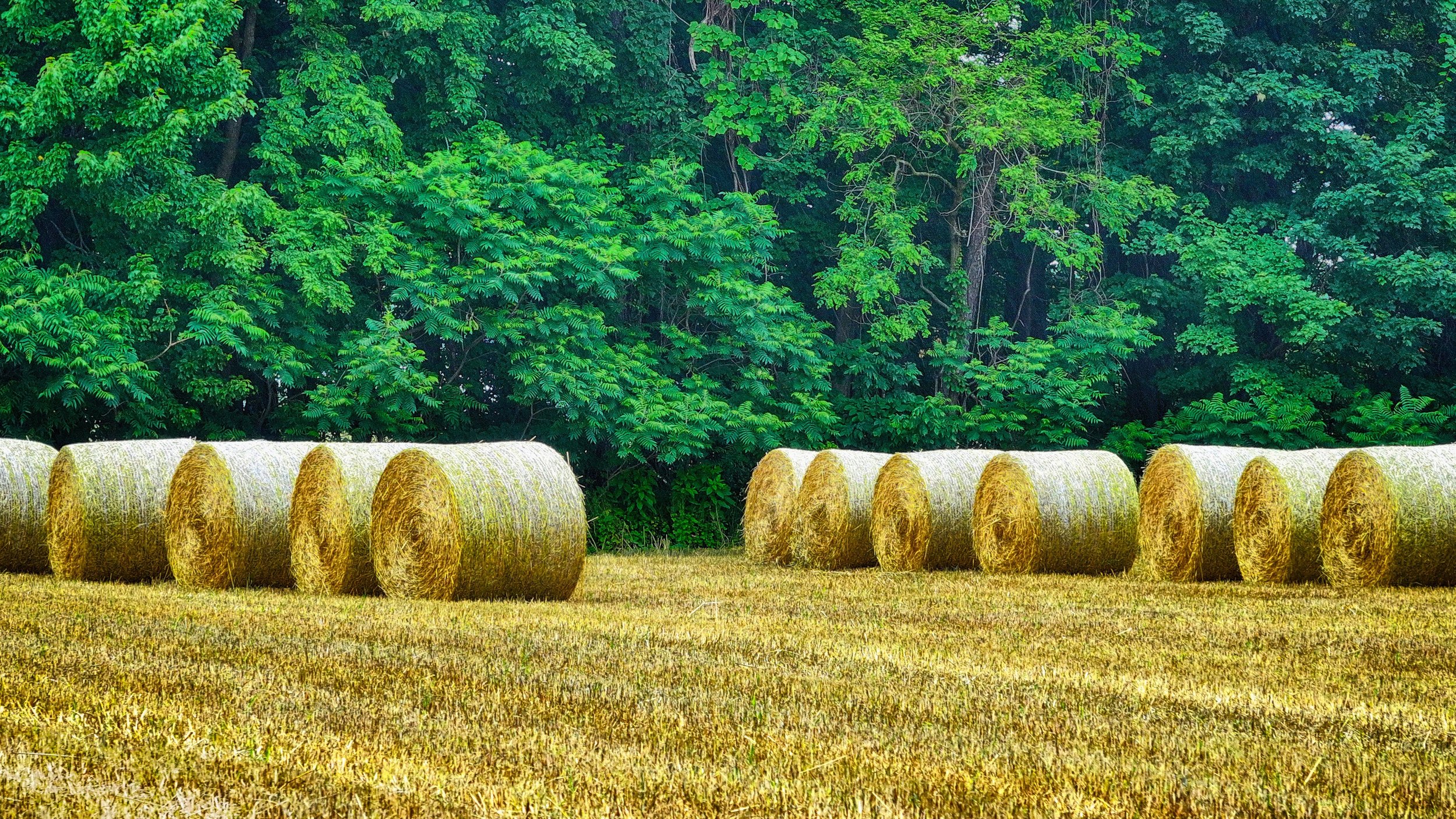 DJI_20240610131134_0054_D-HDR.jpg