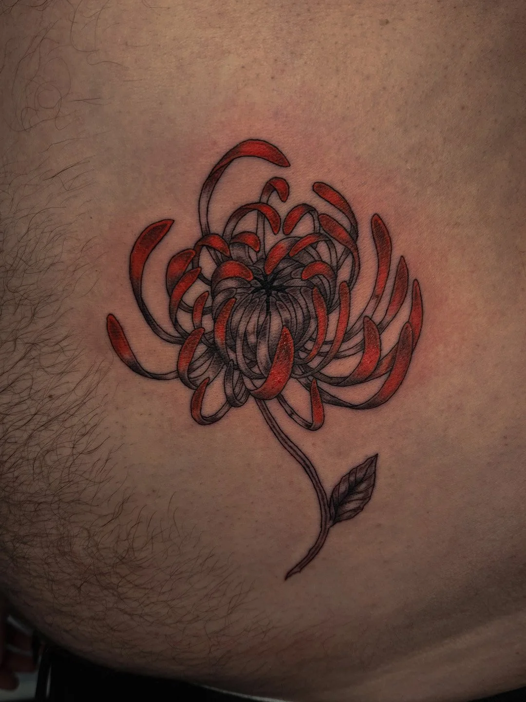 red chrysanthemum.jpg