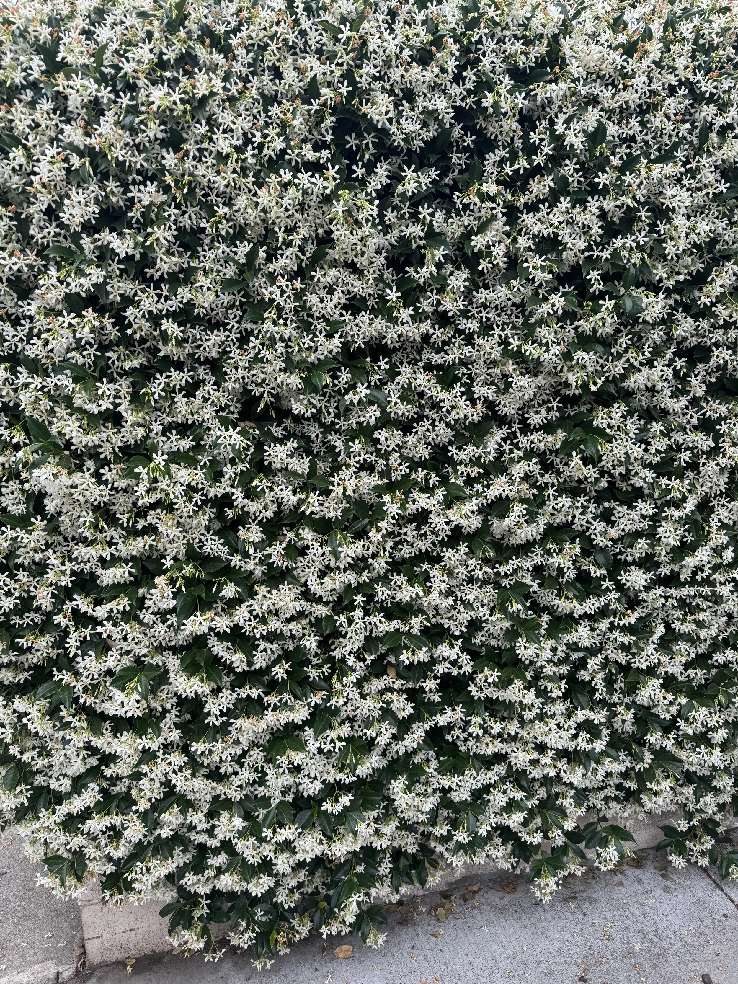 A dense bush covered with small, star-shaped white flowers with dark green leaves.