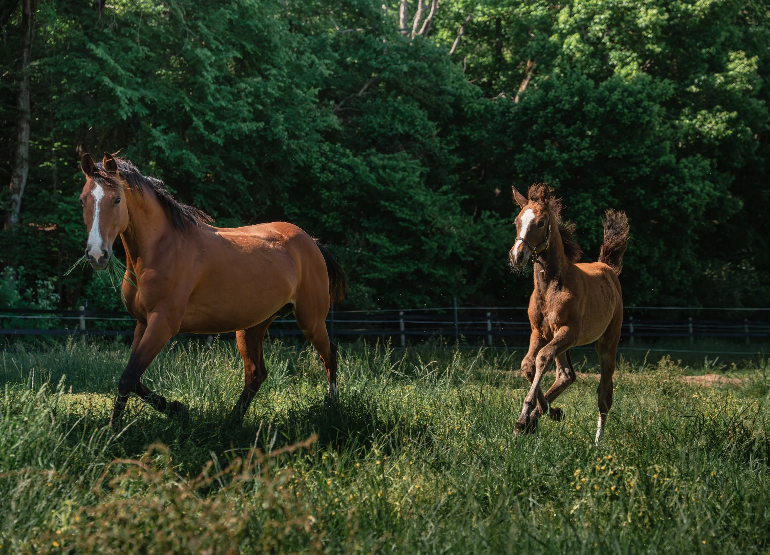 Equine Photography