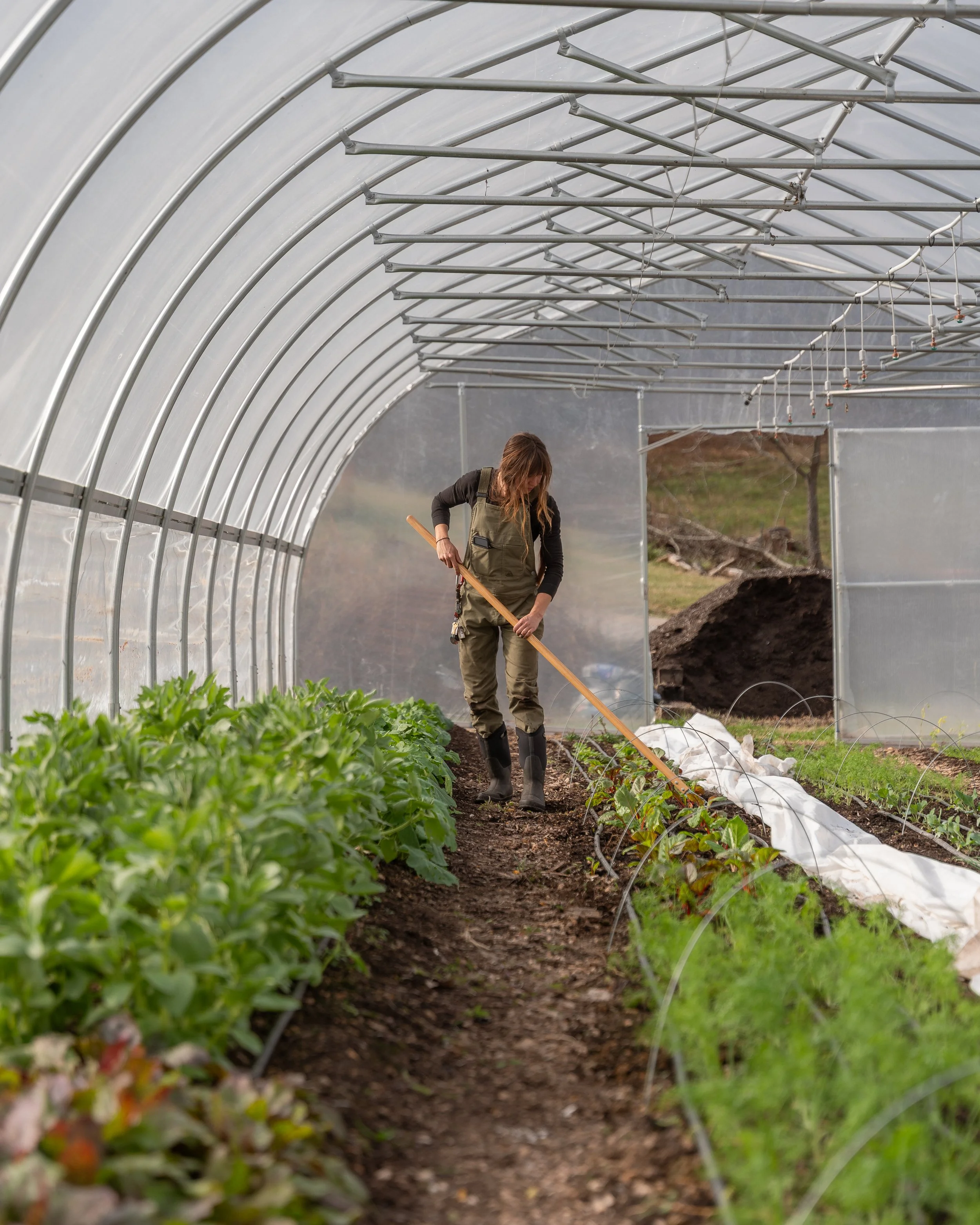 A woman working with a rake inside a greenhouse, tending to rows of green vegetables and plants.