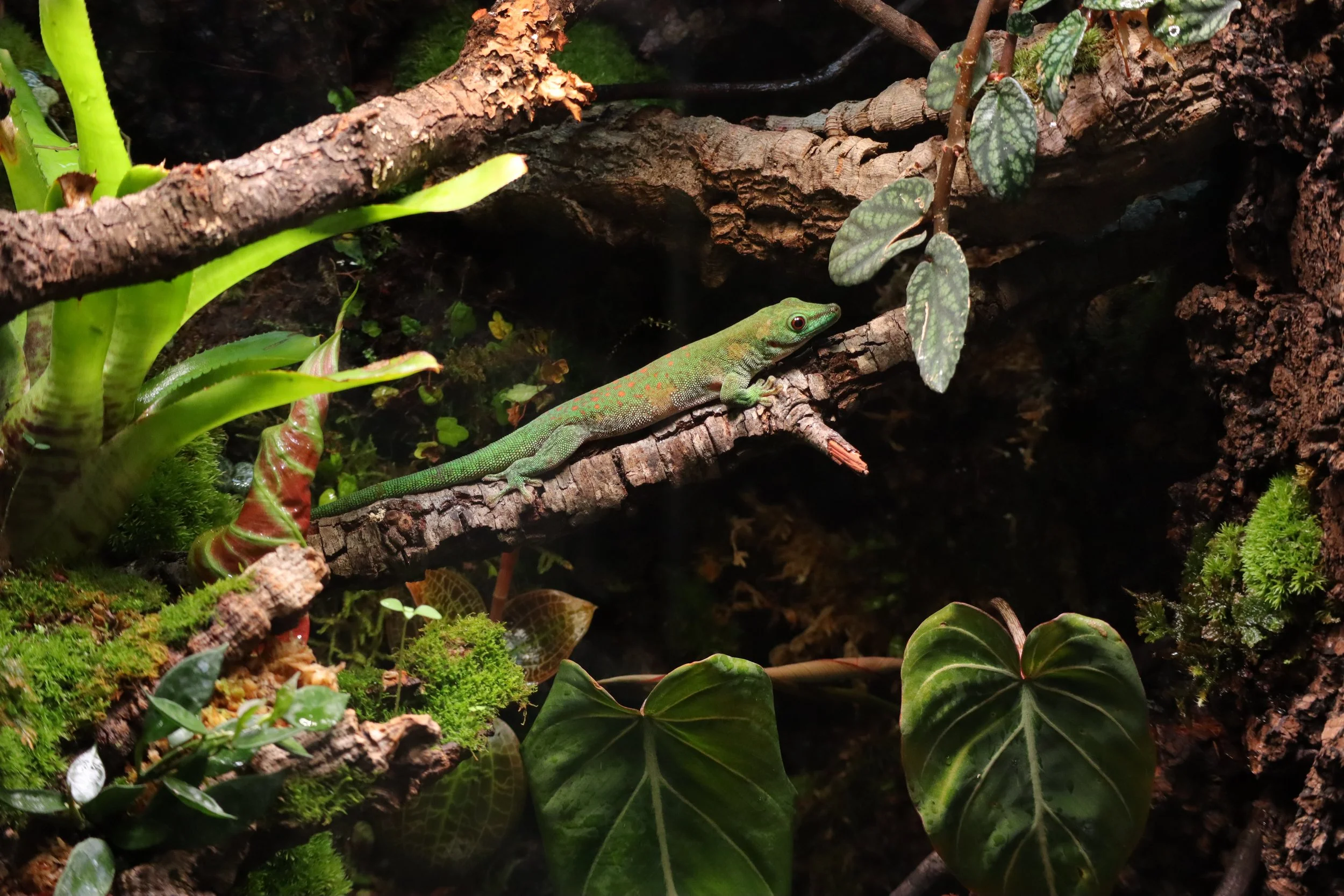 A green gecko with red spots resting on a tree branch amid various green plants and mosses in a lush environment.