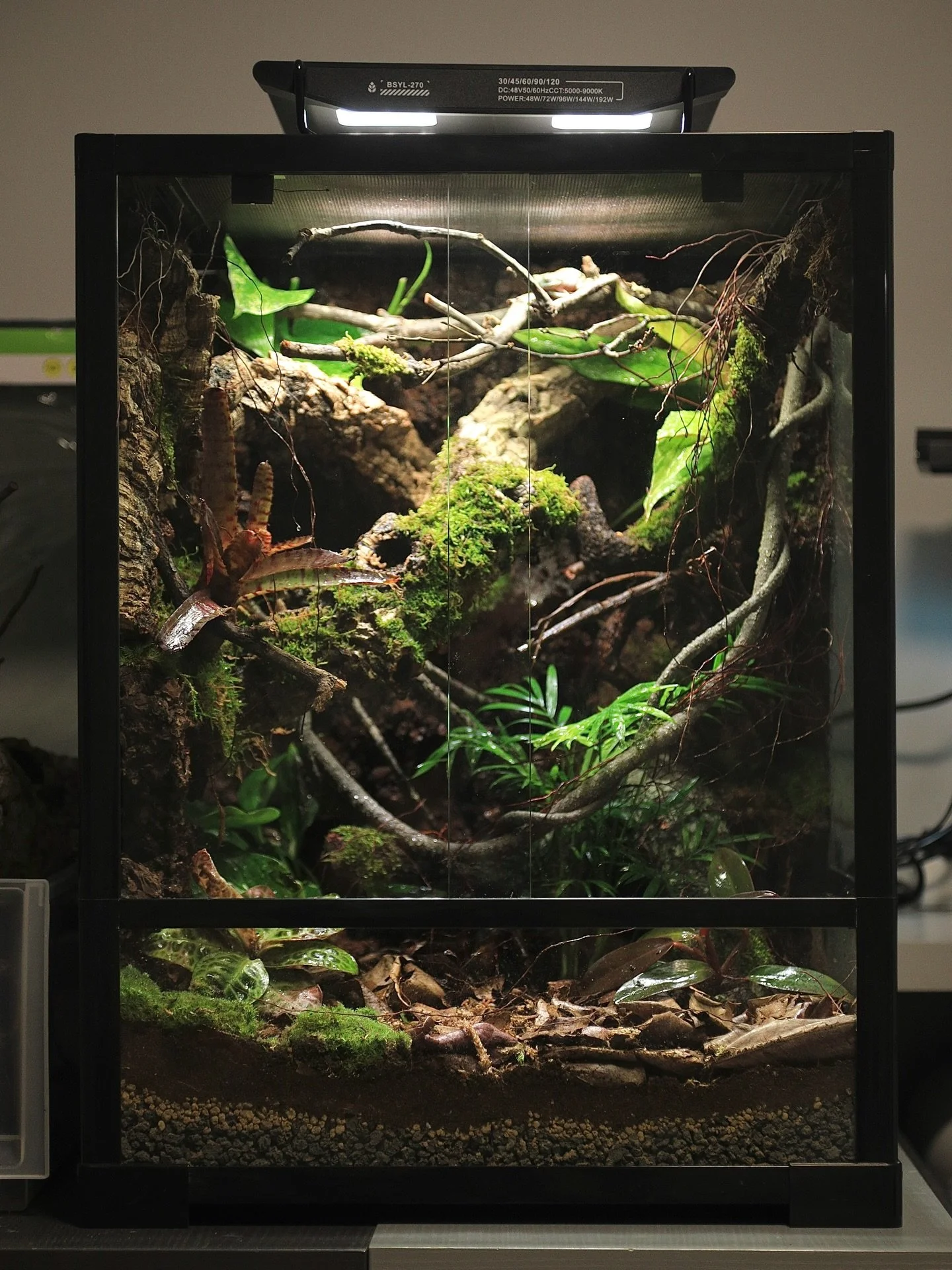 ♻️舊缸翻新！客人自己帶缸俾我哋，我哋慳返$$、時間，換來你可以用更開心嘅價錢養到一隻幸福爬爬🤗

454560睫角缸，值得欣賞，而且俾到好多空間我發揮。