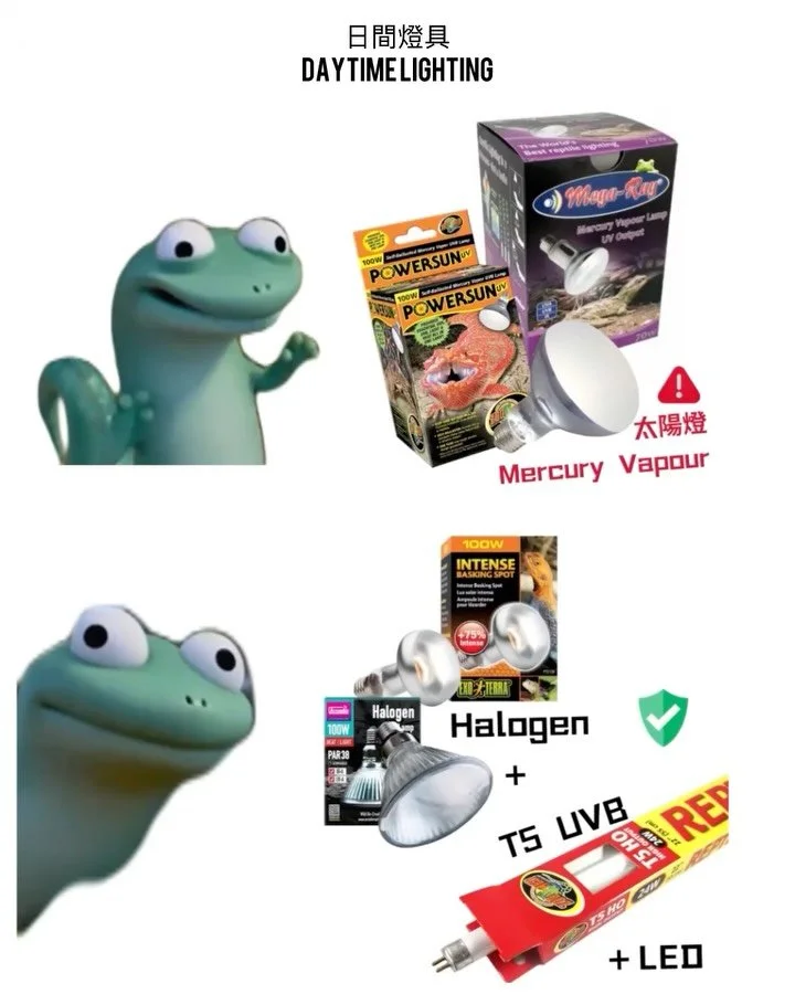 以上是各大店舖有售的高風險燈具⚠️
如需懶人包，留言「💡」

燈照配置僅供參考，配置會隨環境條件而異，請以實際飼養環境進行調整
Lighting settings may differ depending on the specific environment provided.

參考資料
References &amp; Further Reading:
- Reptile Lighting (FB Group)
- YN-爬蟲類照明‧動物福利‧科學飼養研究所 （FB Group)
- P
