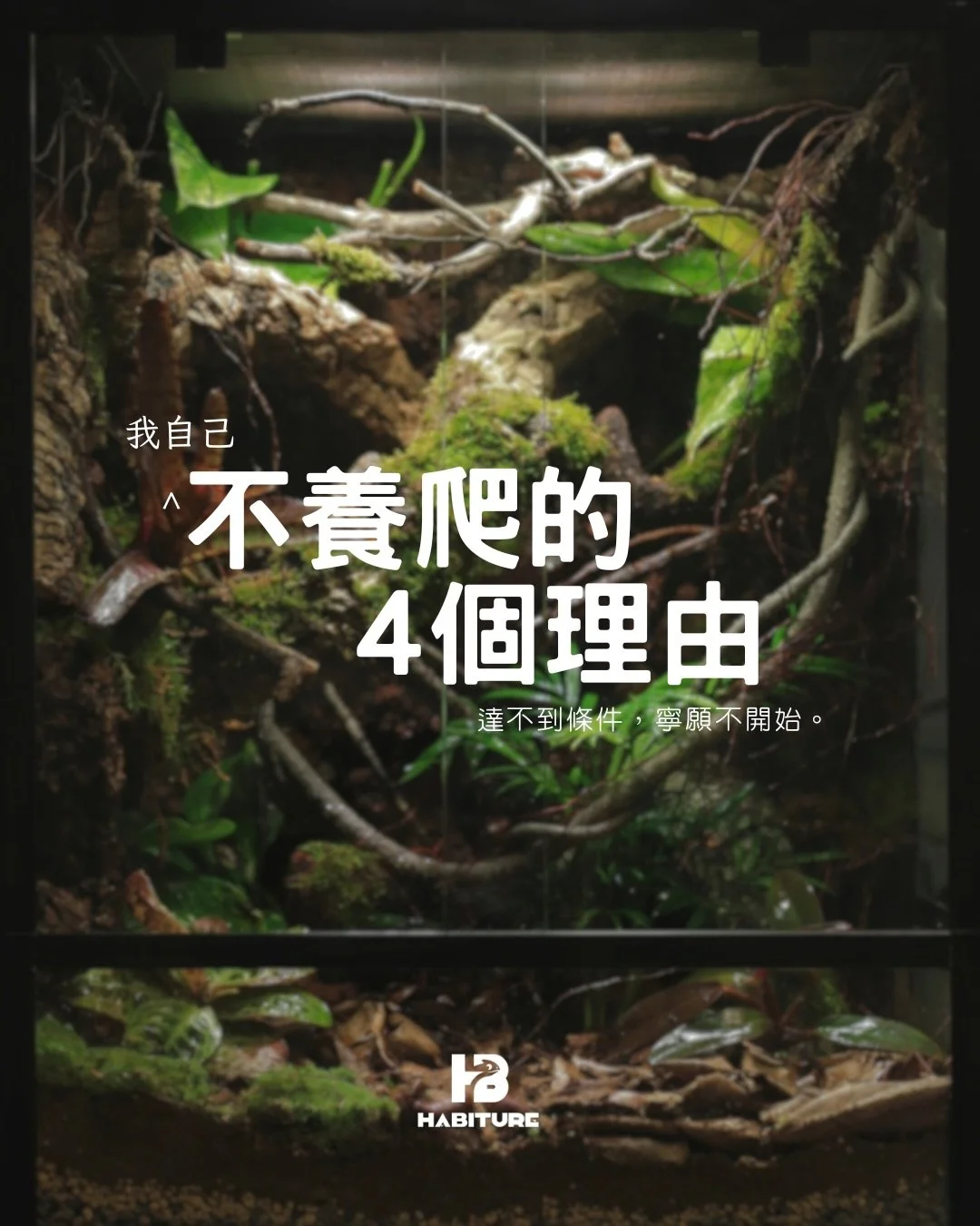 小分享：我對守宮的基因仍然是一無所知，亦暫時沒有意欲去了解，因為我不肯定自己是否會變成那種「囤積」爬蟲的人。