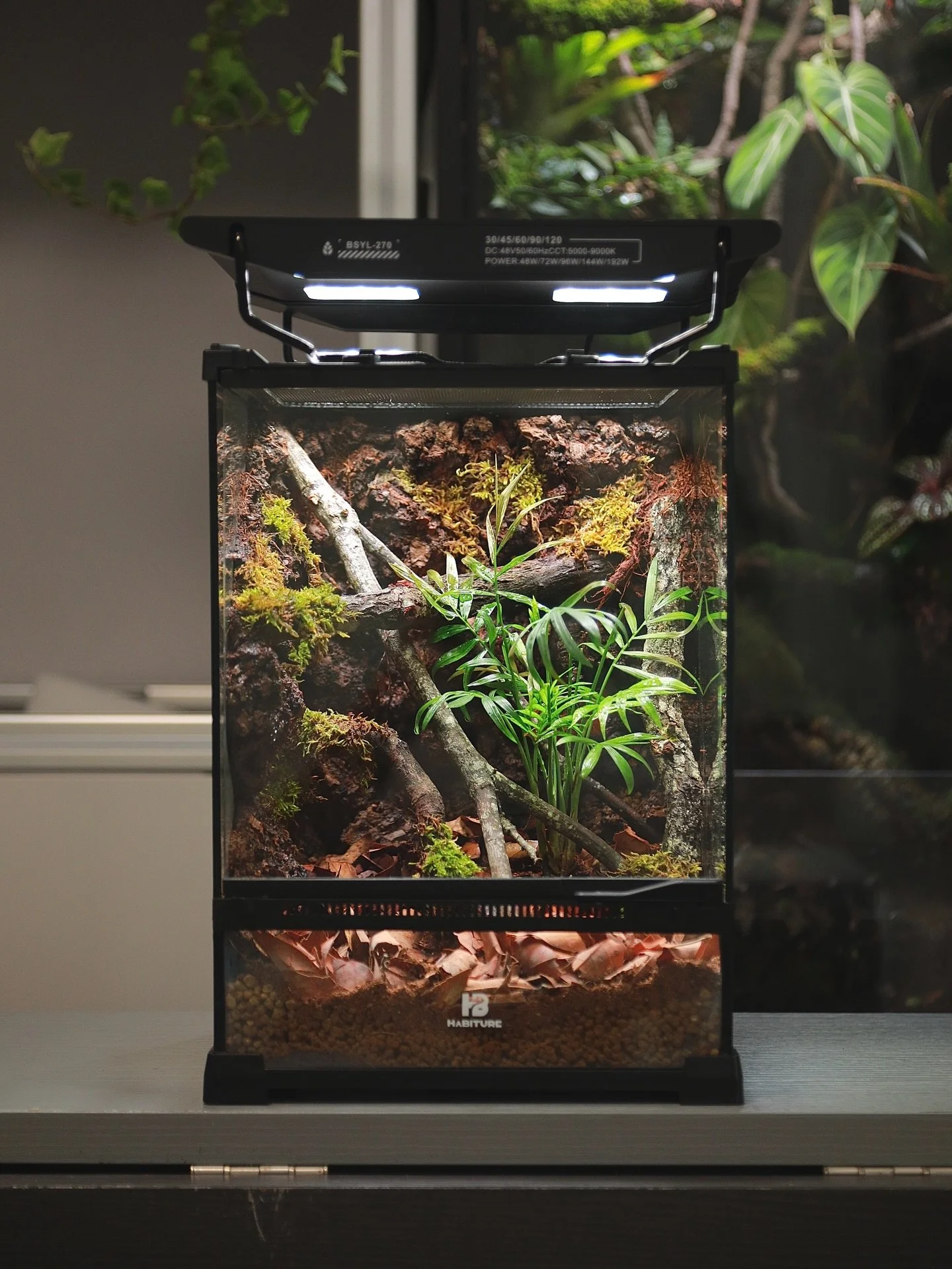 25*25*35
小樹棲缸
Simple arboreal enclosure for little gecko / frog