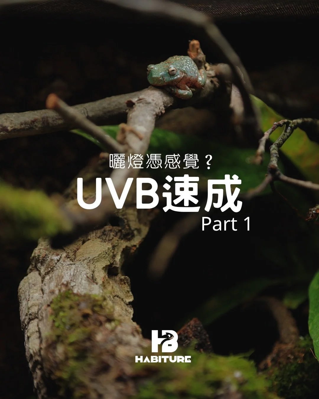 相信大家養爬蟲不用燈的其中一個原因，都是因為燈具知識太多，太複雜。今天我盡量簡化，讓大家又再有機會進一步認識燈具豐容🤣

⚠️所有爬蟲都是野生動物 -> 野外生存就會接觸到太陽 -> 有太陽就有UVB -> 所有爬蟲都具備利用 UVB 合成維生素 D3 的生理機制，確保鈣質吸收，預防代謝性骨病
⚠️而「口服」並非野外爬蟲獲取維生素D3的主要途徑