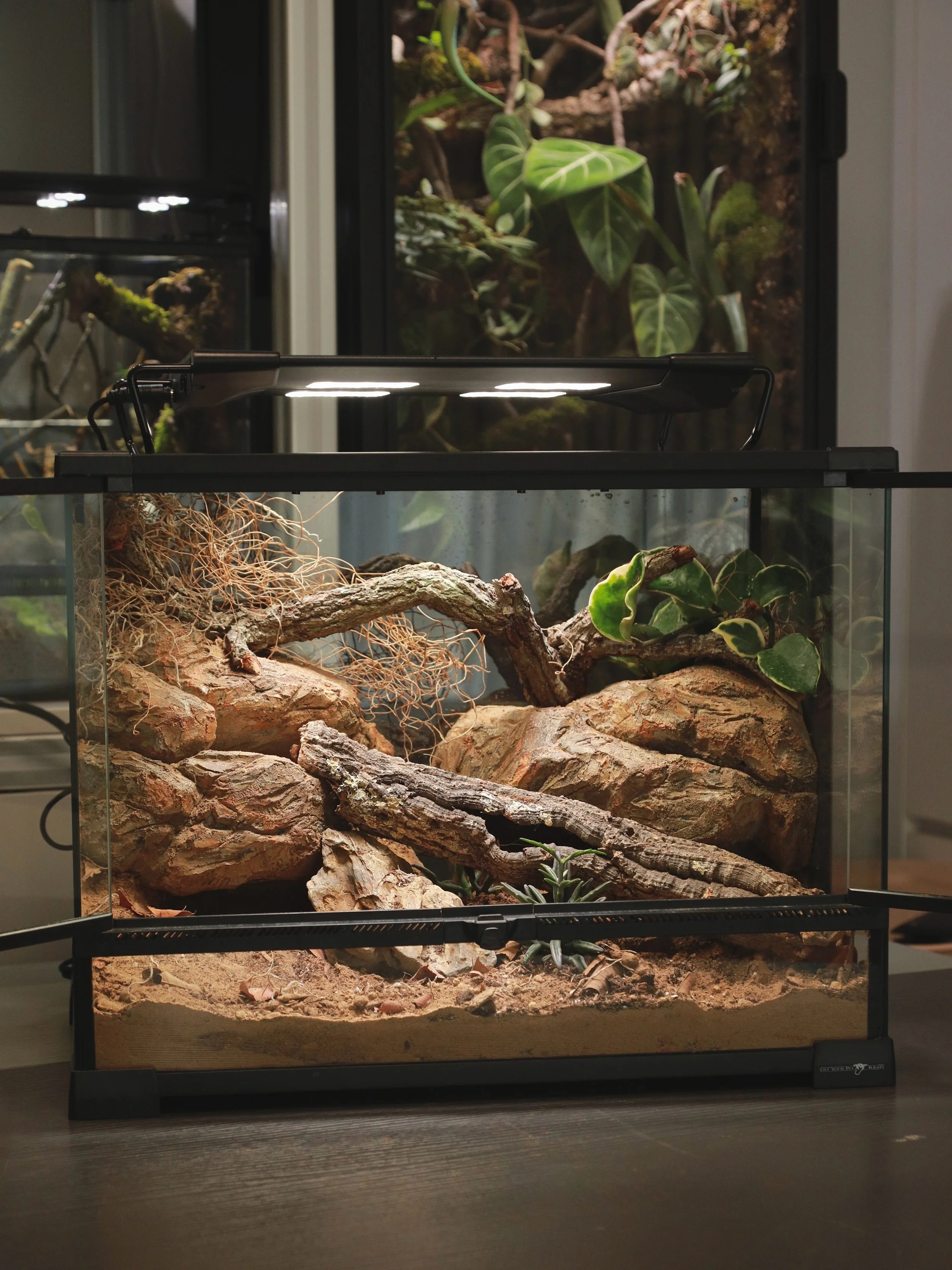 小型住宅
Mini enclosure for fat tail / leopard 

#vivarium #leopardgecko #fattailgecko