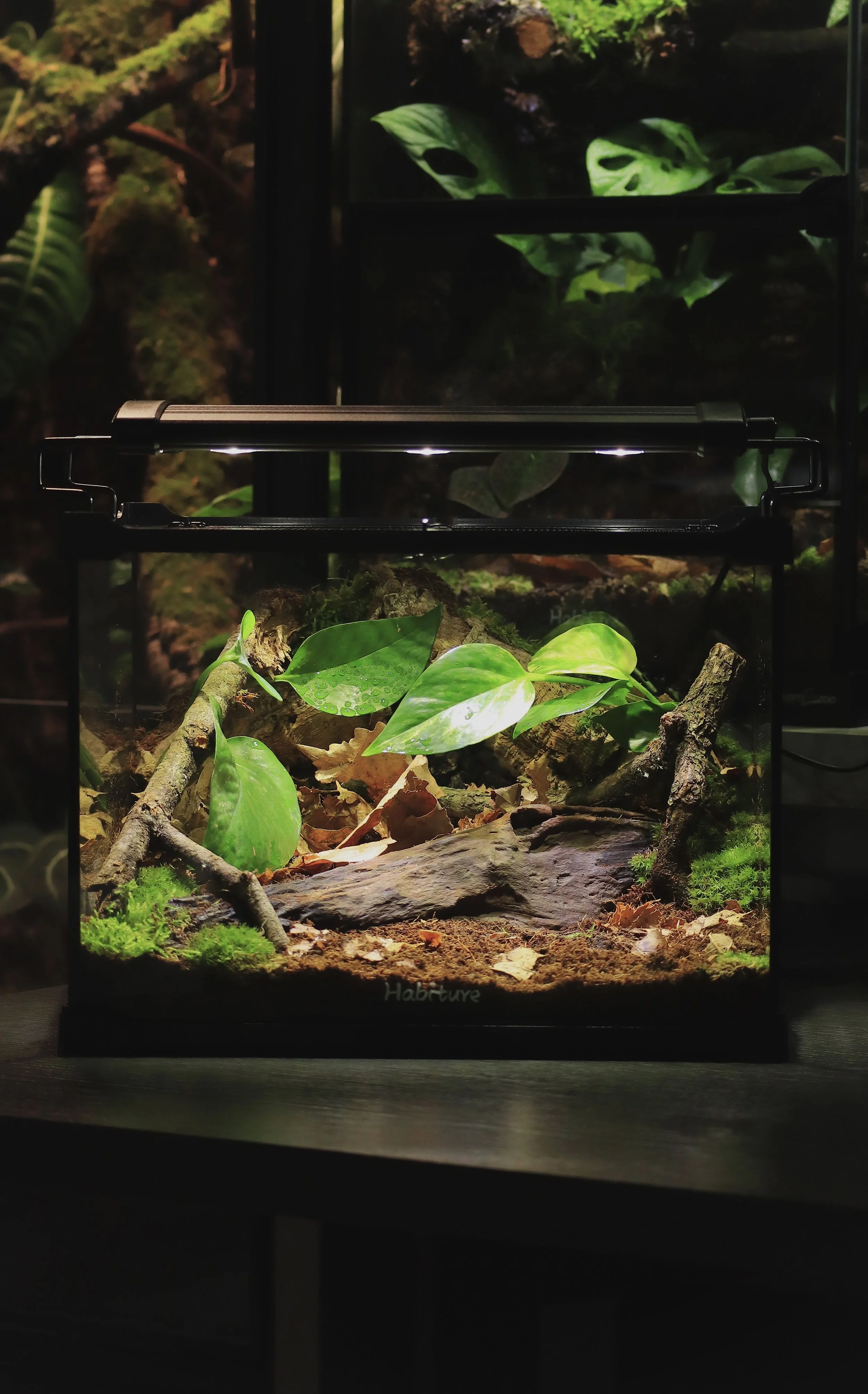 Pacman Frog Enclosure