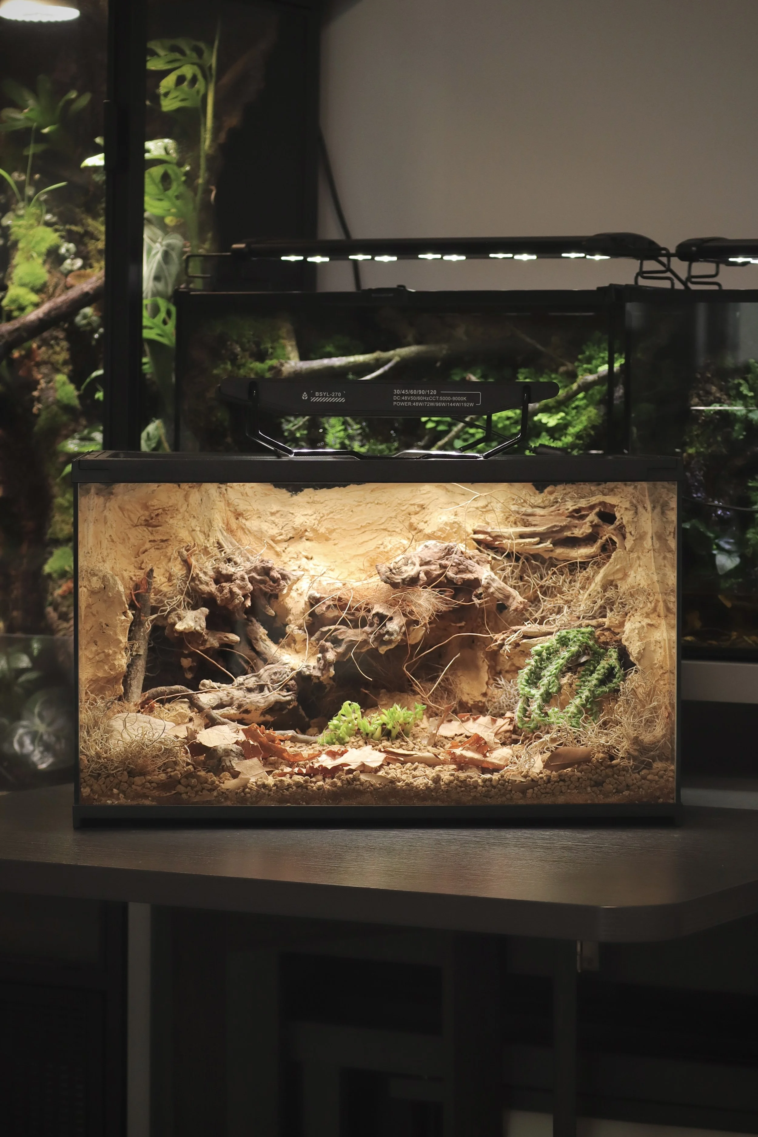Desert Vivarium
