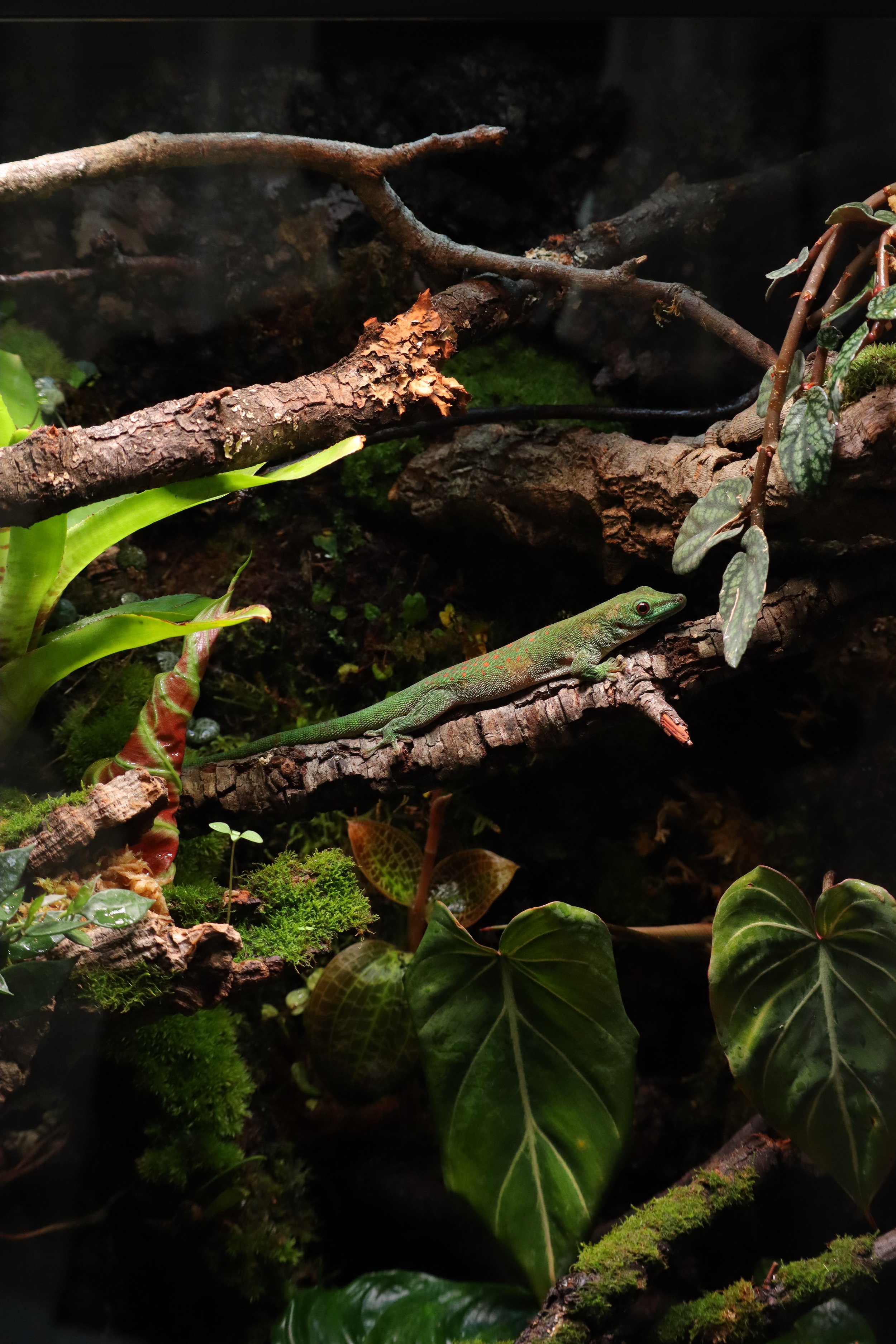 A green lizard on a tree branch in a lush, tropical environment with various green plants and moss.