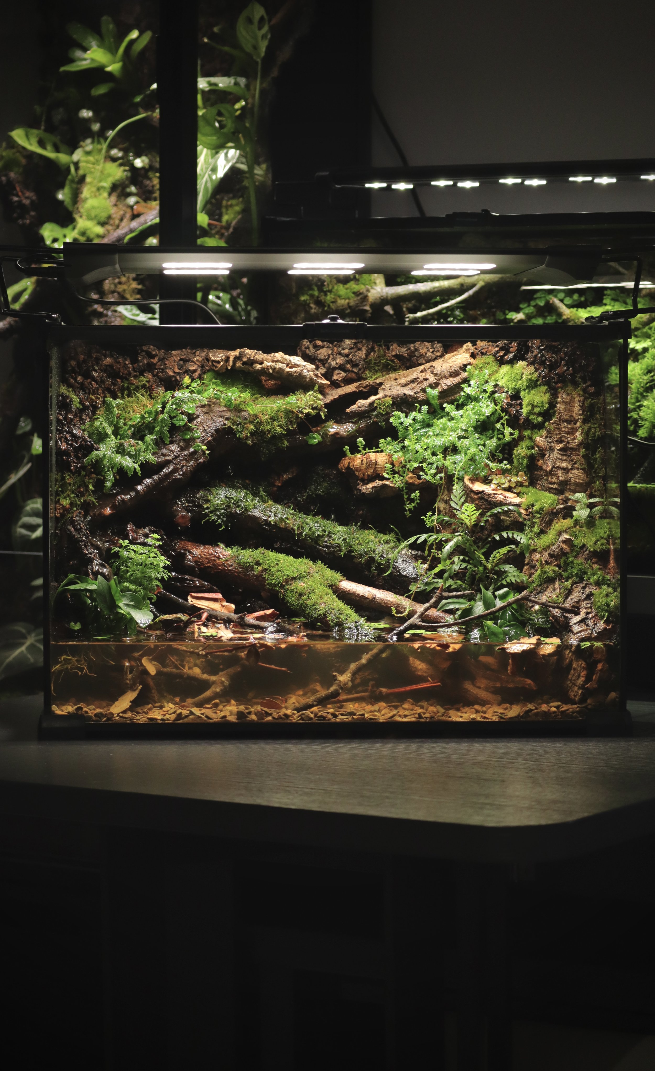 Crabs and Fish Vivarium