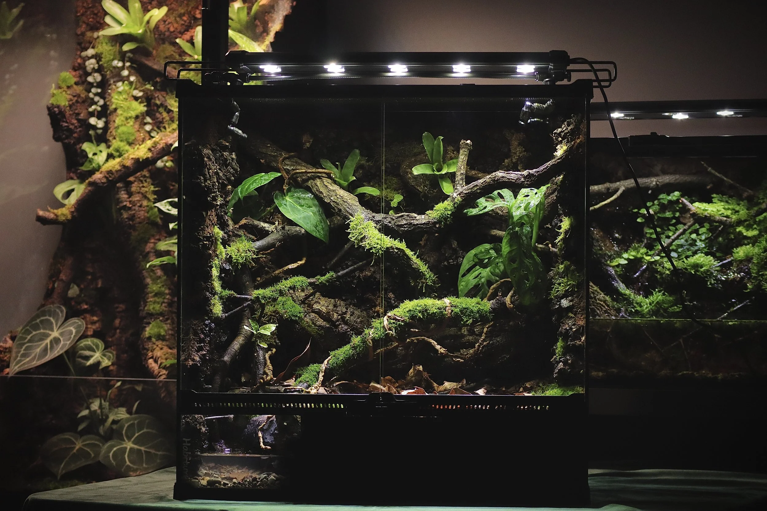 Crested Gecko Enclosure