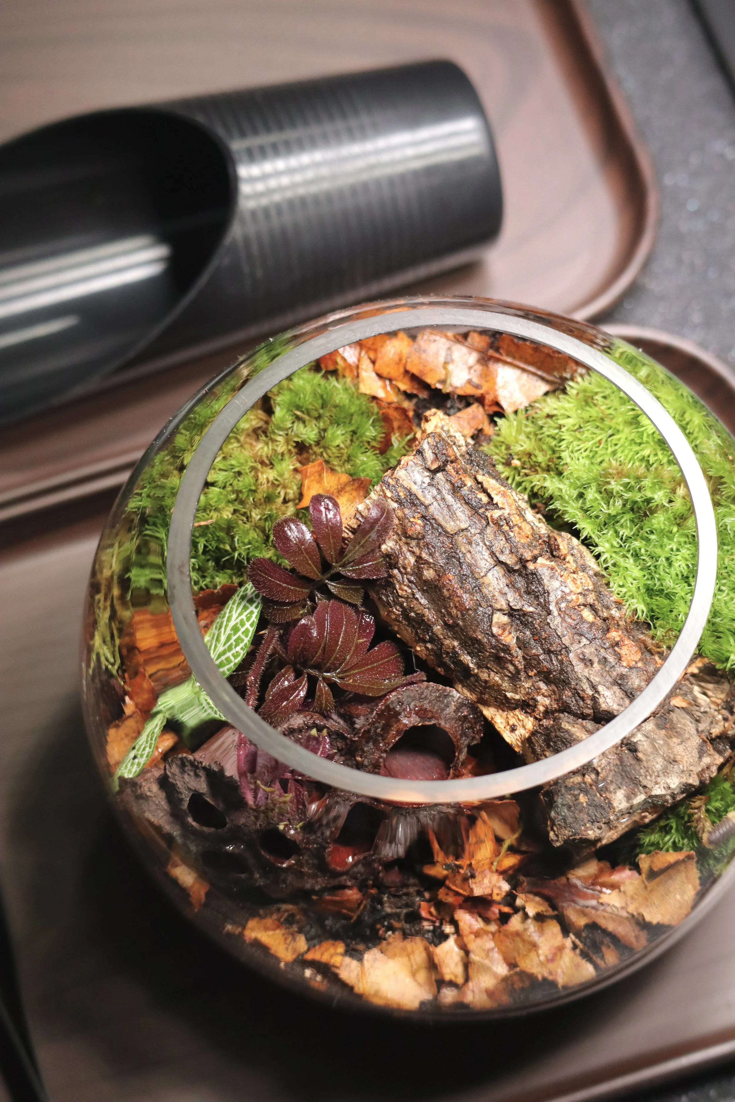Isopod Terrarium