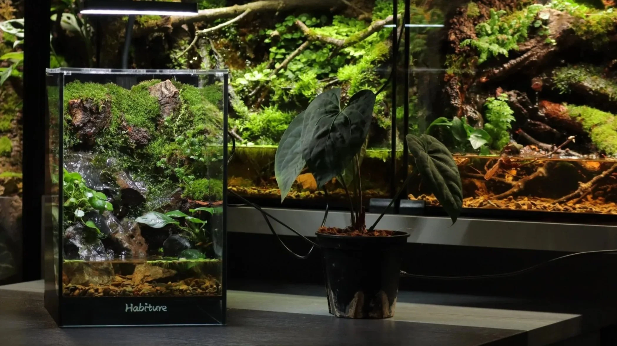 A small terrarium with a miniature waterfall, lush green plants, and moss, placed on a table. Behind it, larger glass terrariums with various plants and mossy logs are visible.