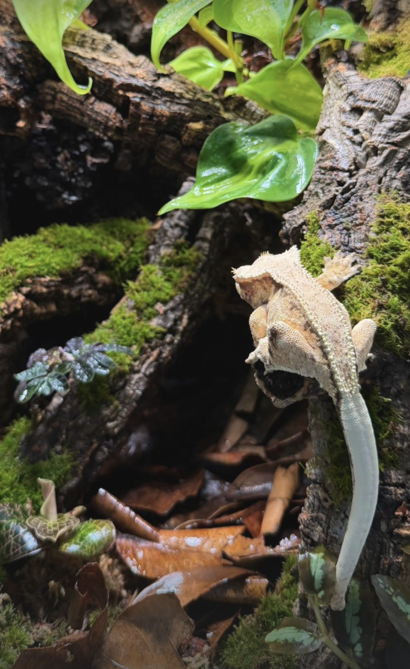 Crested Gecko