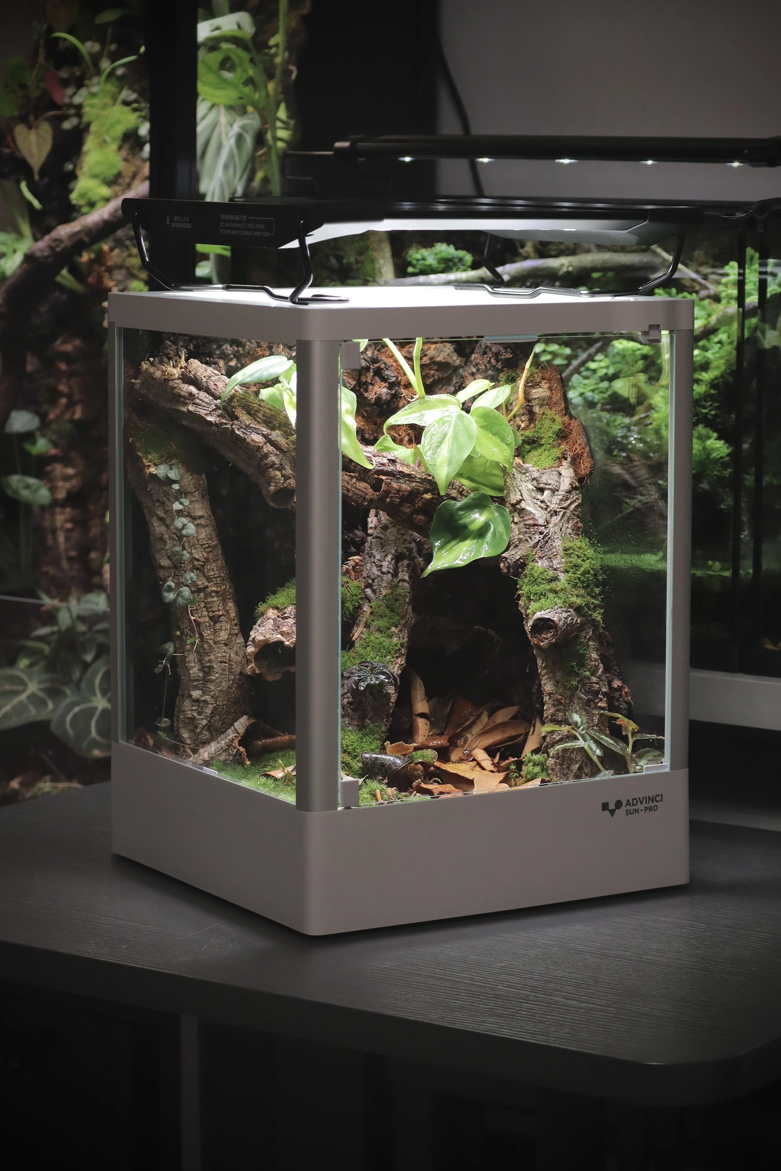 Gecko vivarium