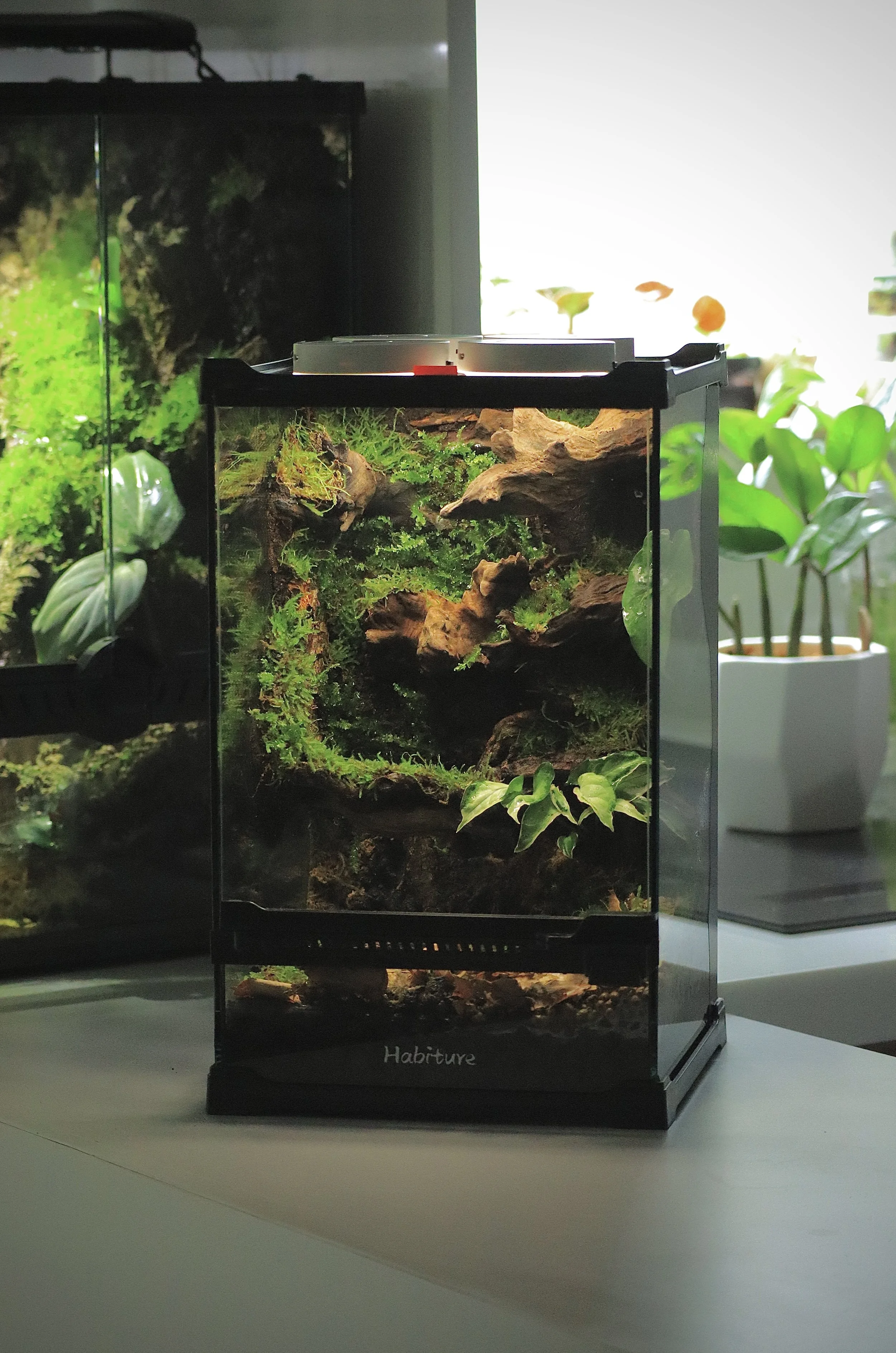 Small Gecko Vivarium