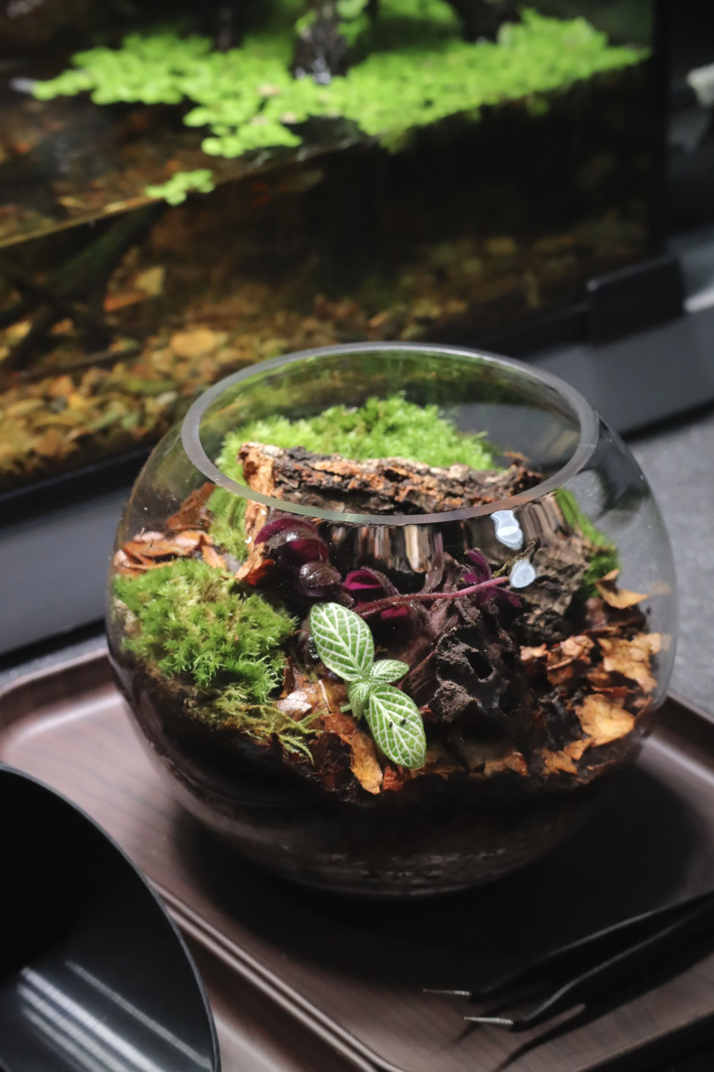 Mini Terrarium