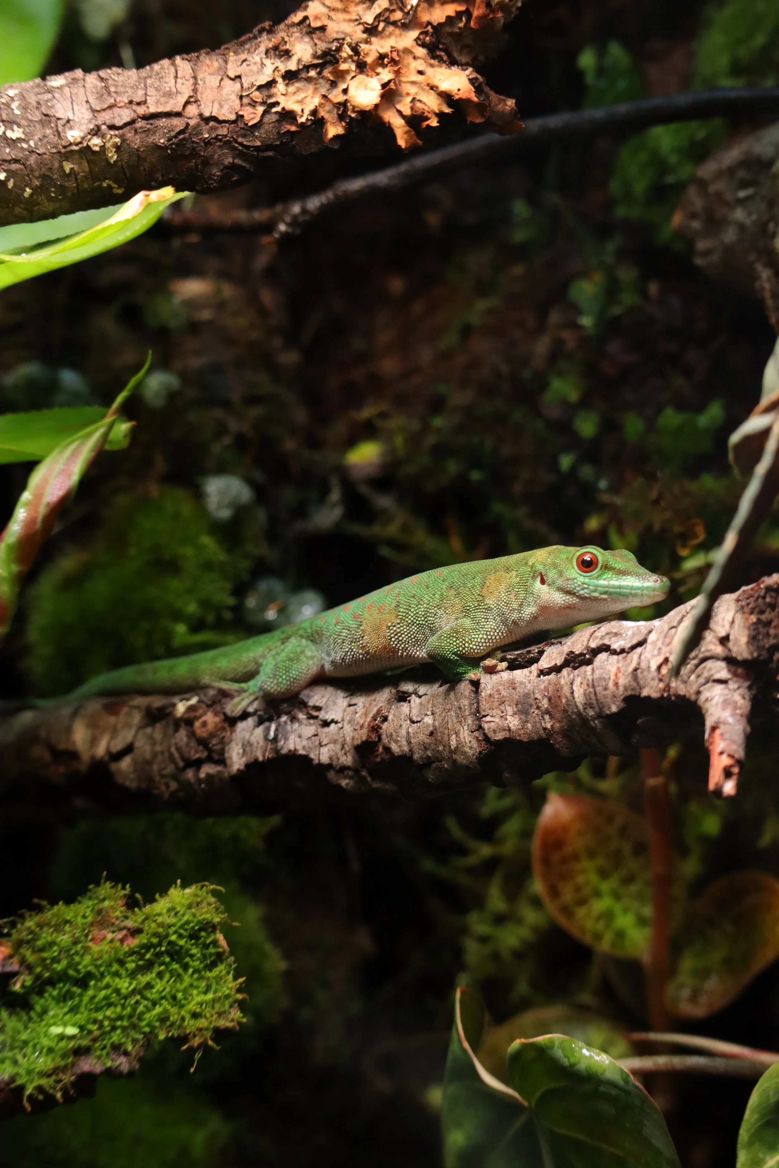 Day Gecko