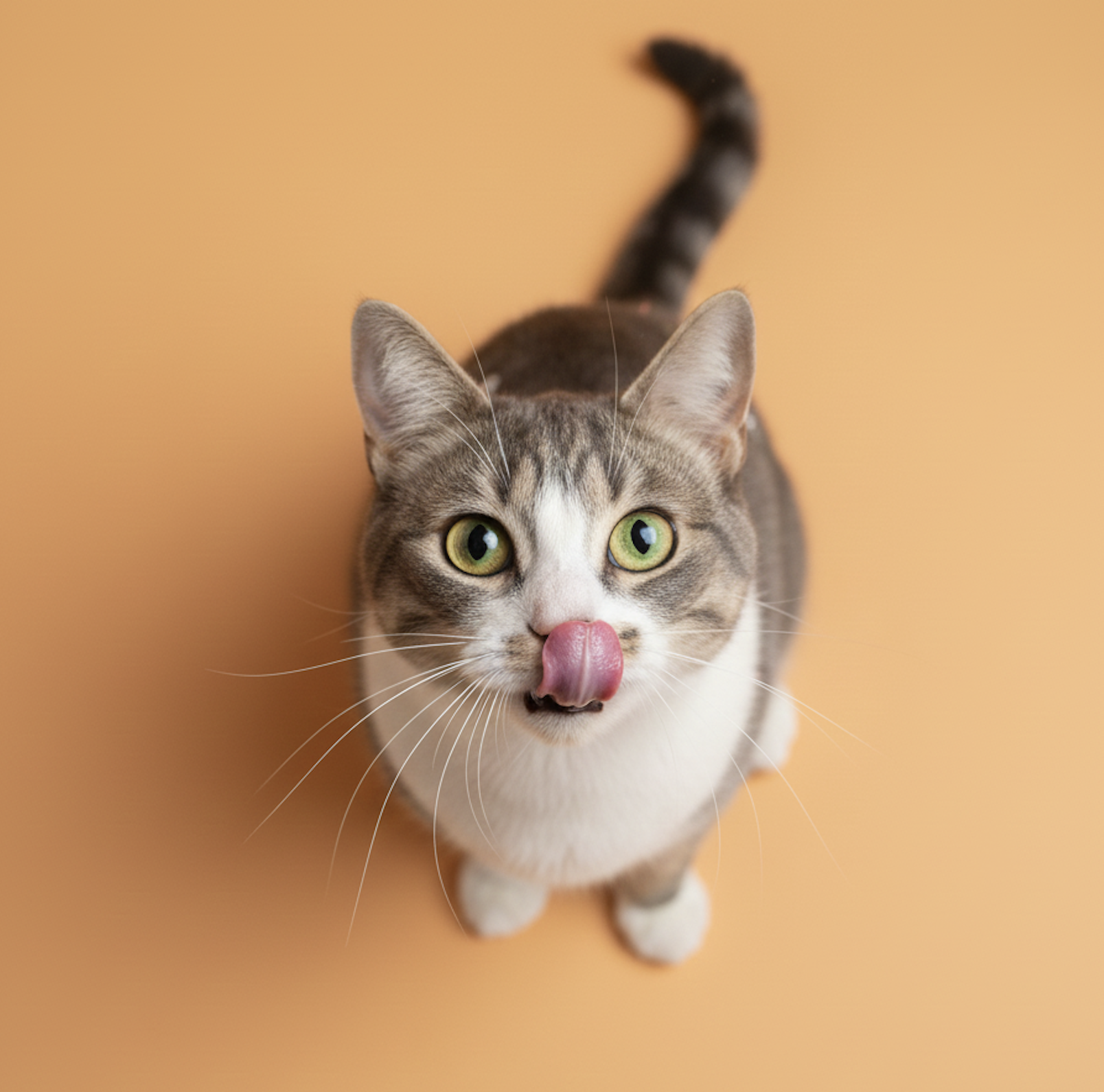 A domestic short-haired cat with green eyes and tabby markings, licking its nose with a pink tongue while looking up, against an orange background.