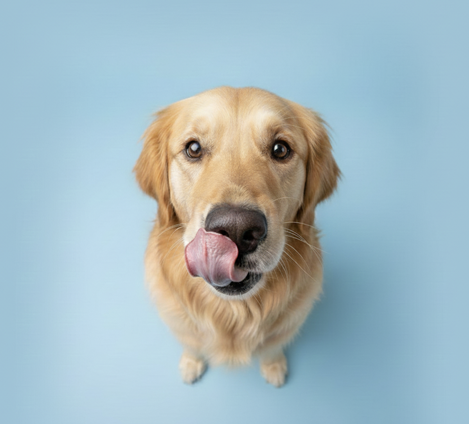 Golden retriever dog with tongue out, looking at the camera, against a solid blue background.