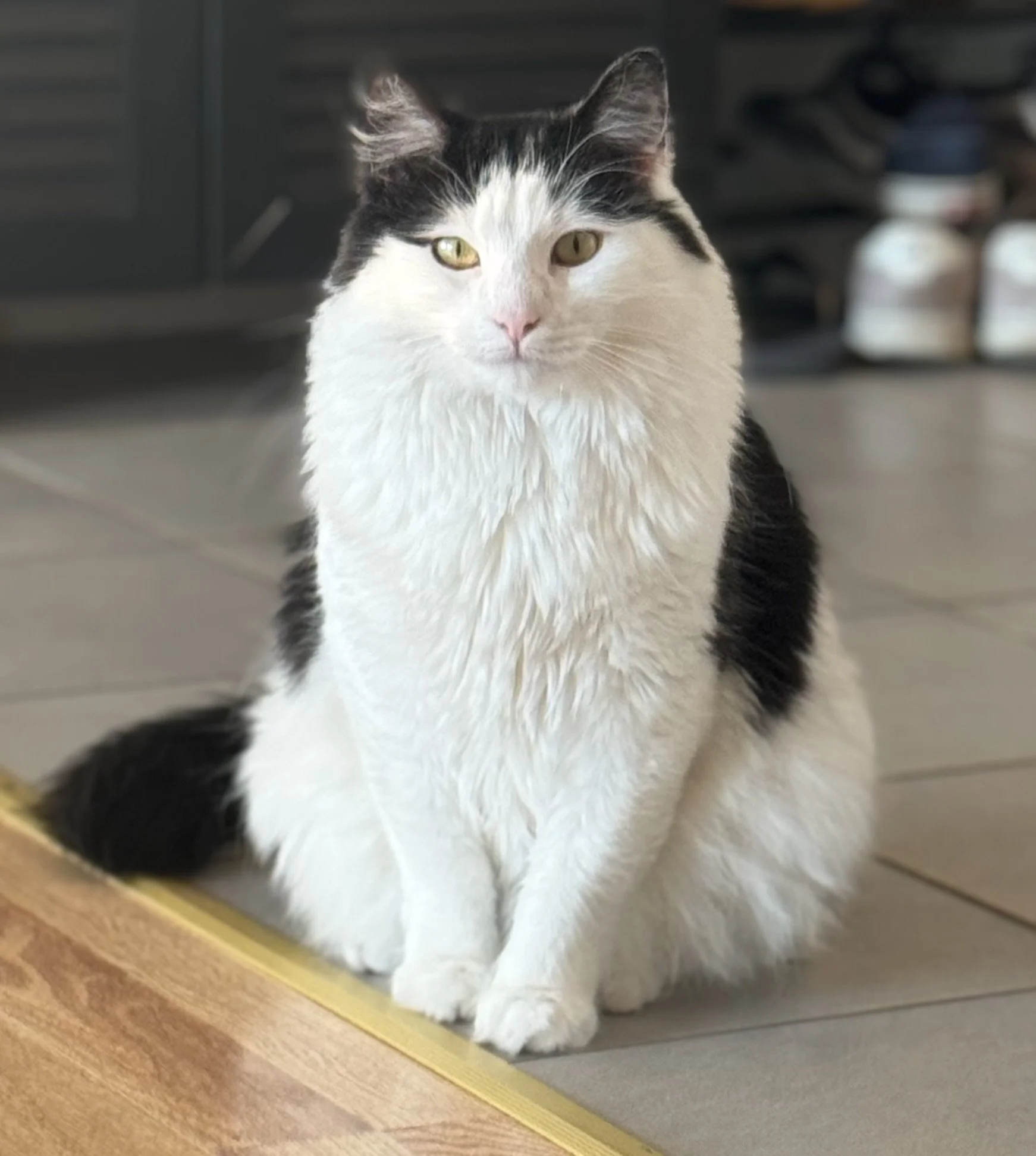 A black and white cat sitting and looking at the camera.