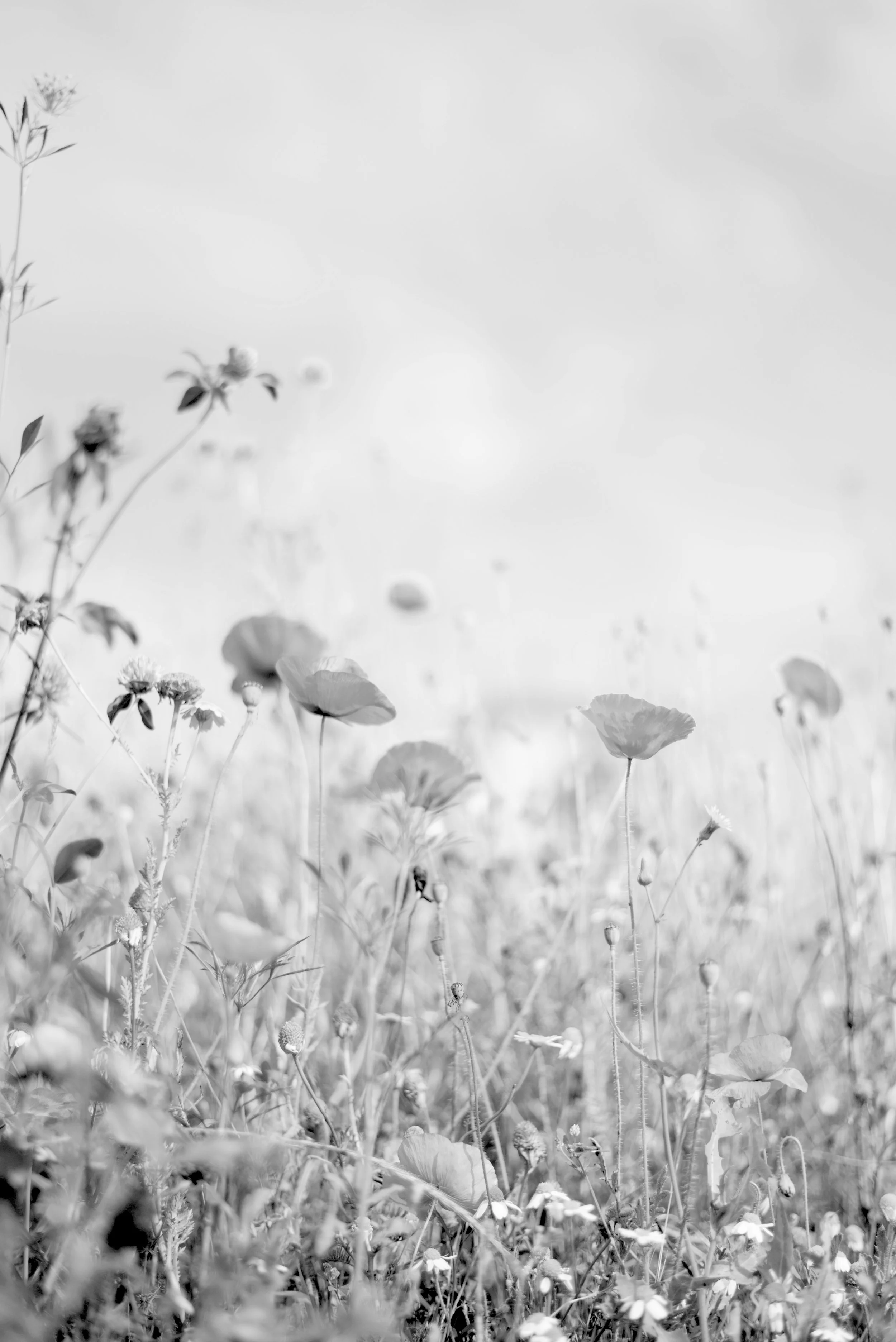 Black and white photo of wildflowers in a field with a cloudy sky background.