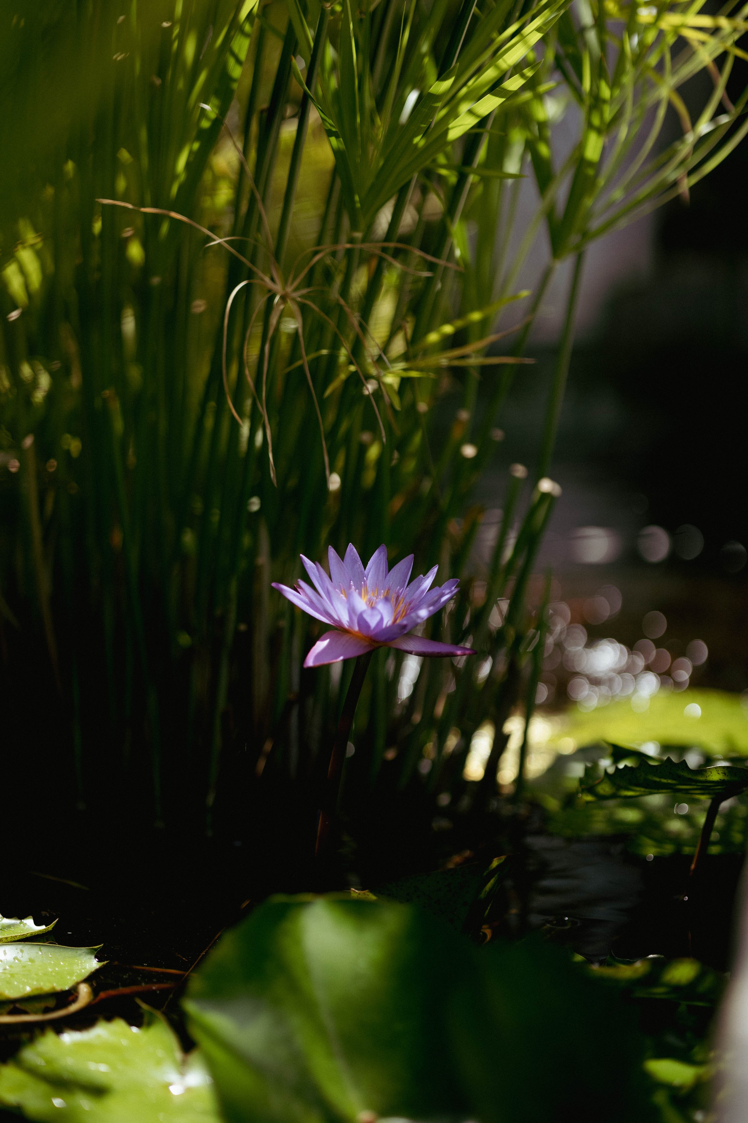 Une fleur de nénuphar violette en pleine floraison dans un étang entouré de verdure.